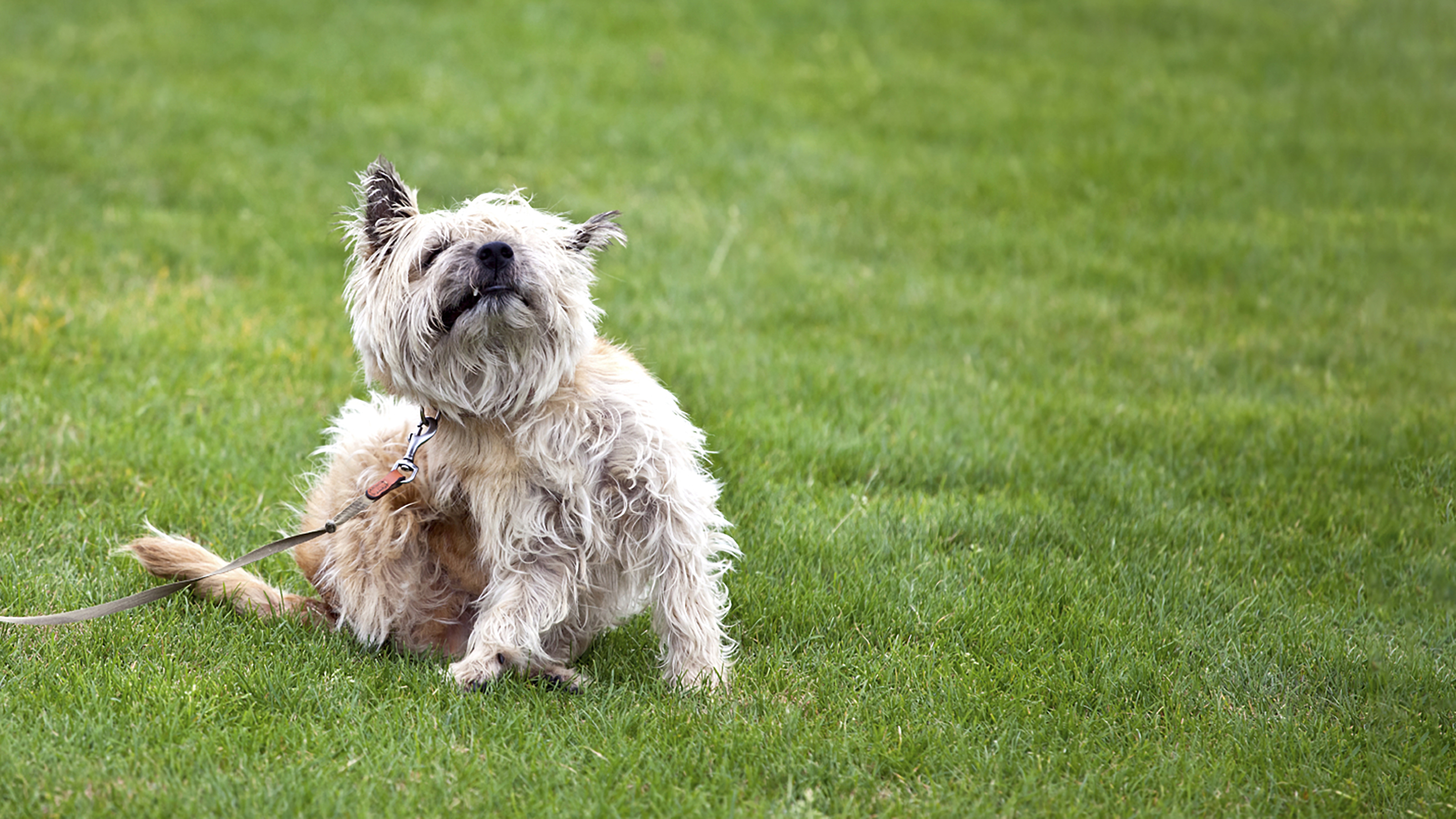 dog on lead scratching