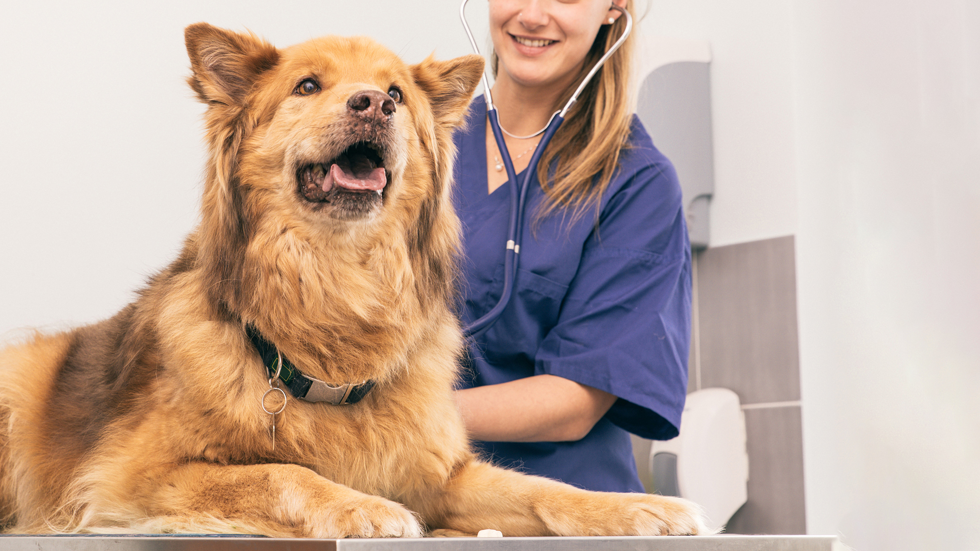 antibiotics-culture-and-sensitivity-testing-vets4pets