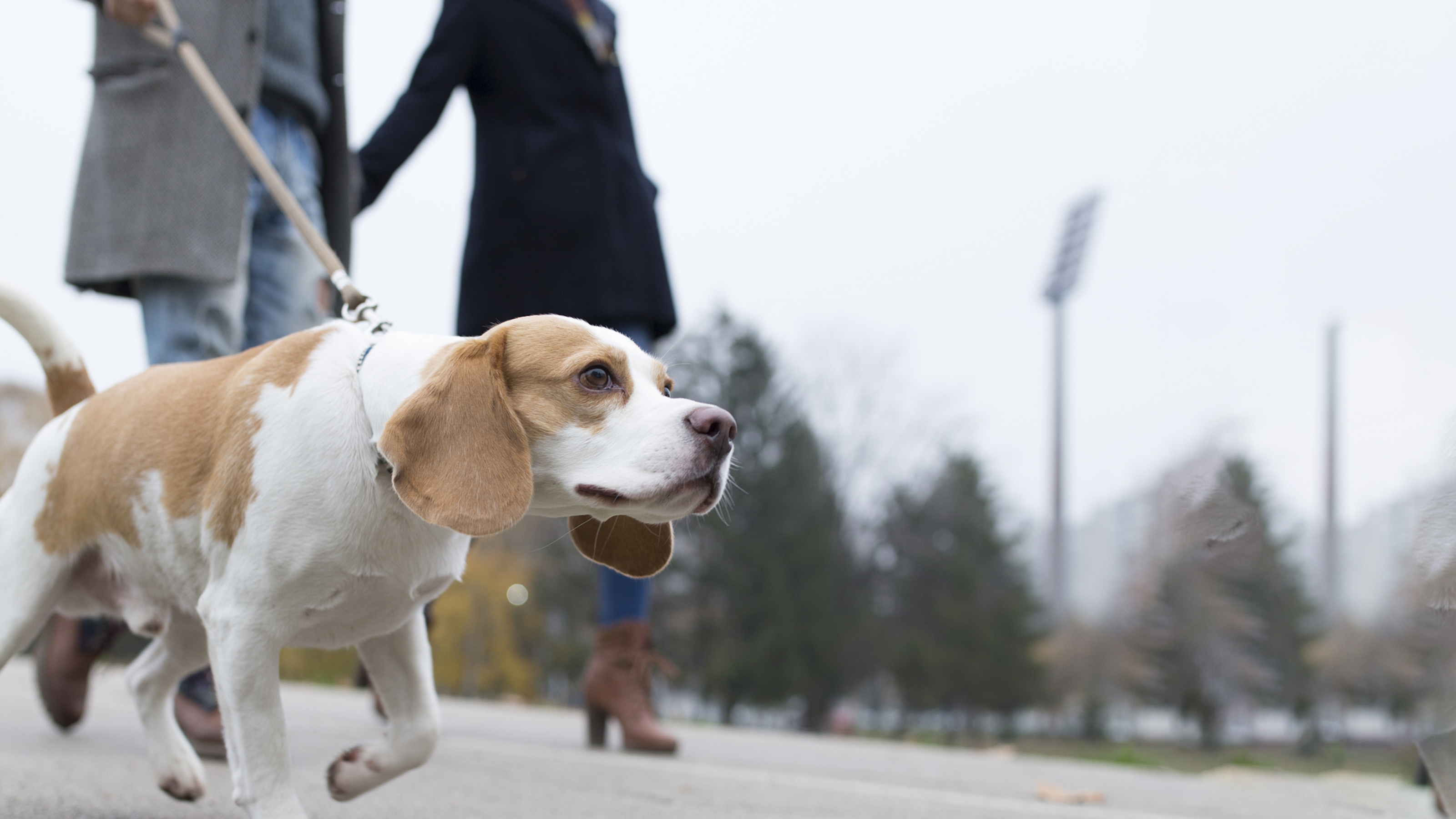 dog on walk on lead