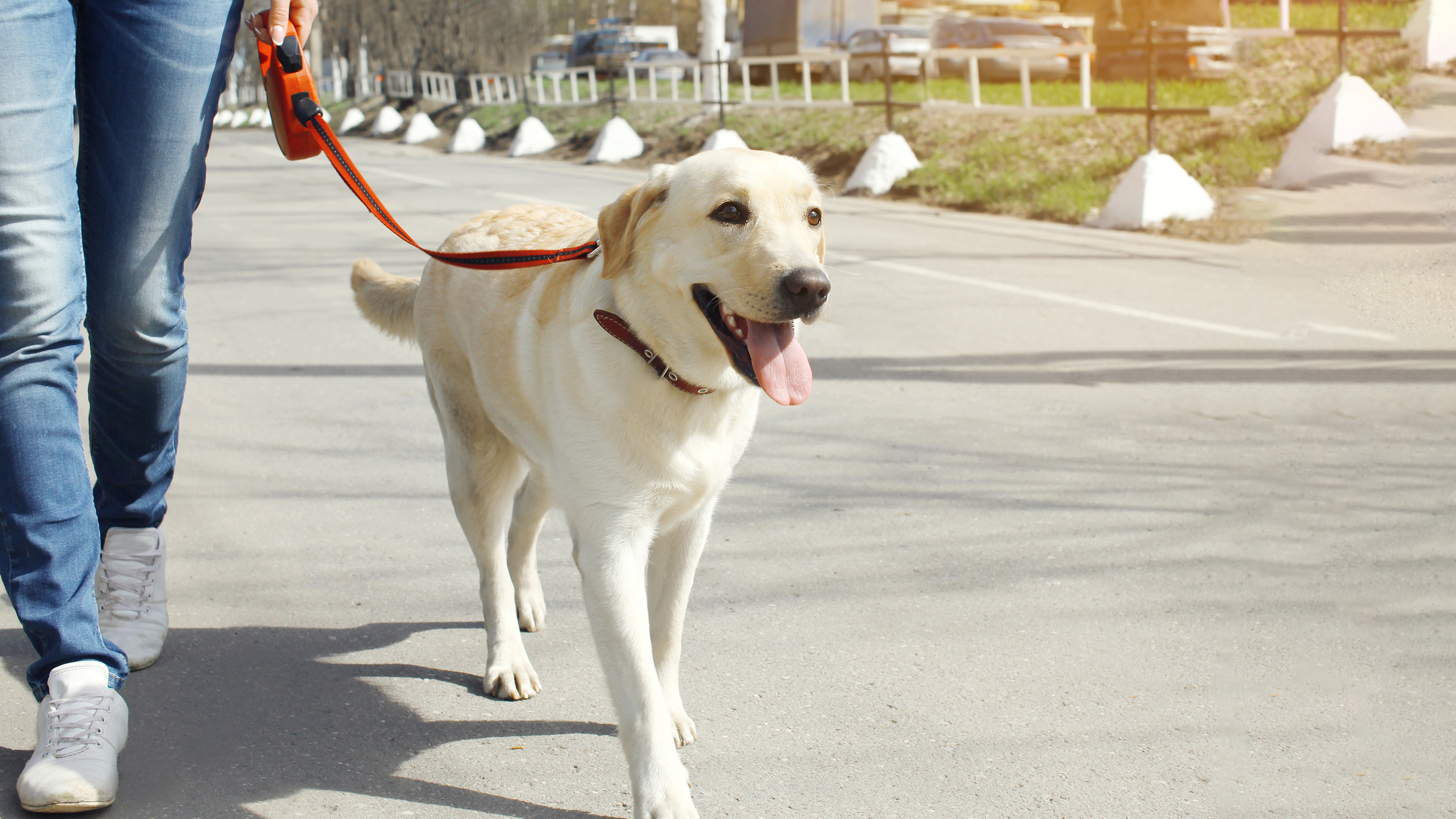 dog on walk