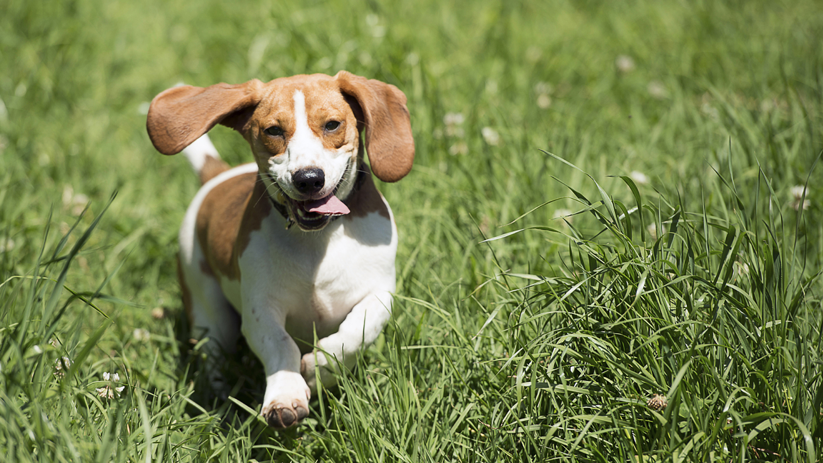 dog running through field summer