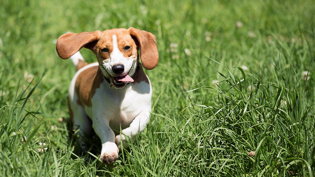 Dog Summer Tips | Keeping Your Dog Cool | Vets4Pets