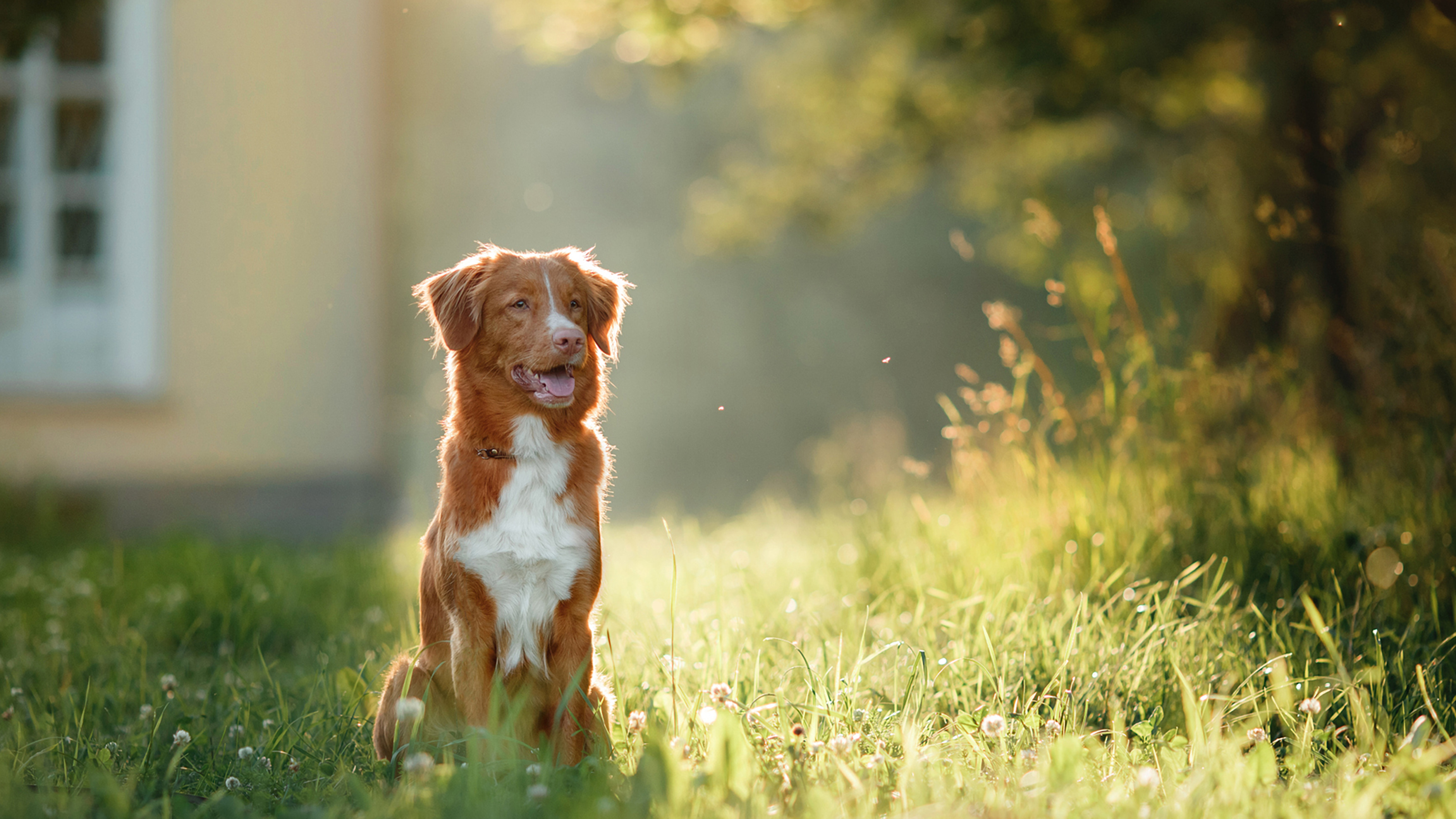 Vets4pets store puppy vaccinations