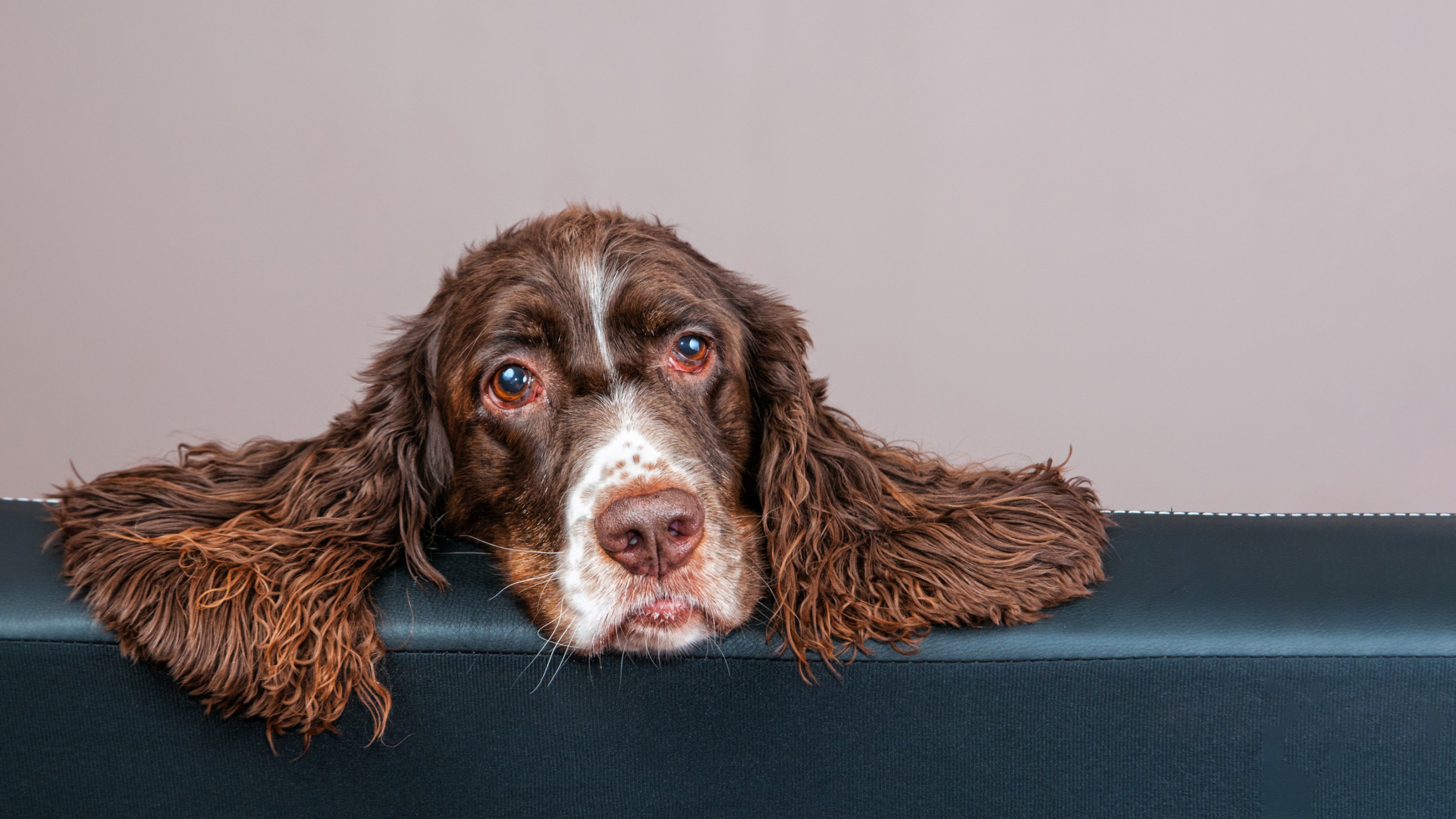 Springer spaniel hot sale smelly ears