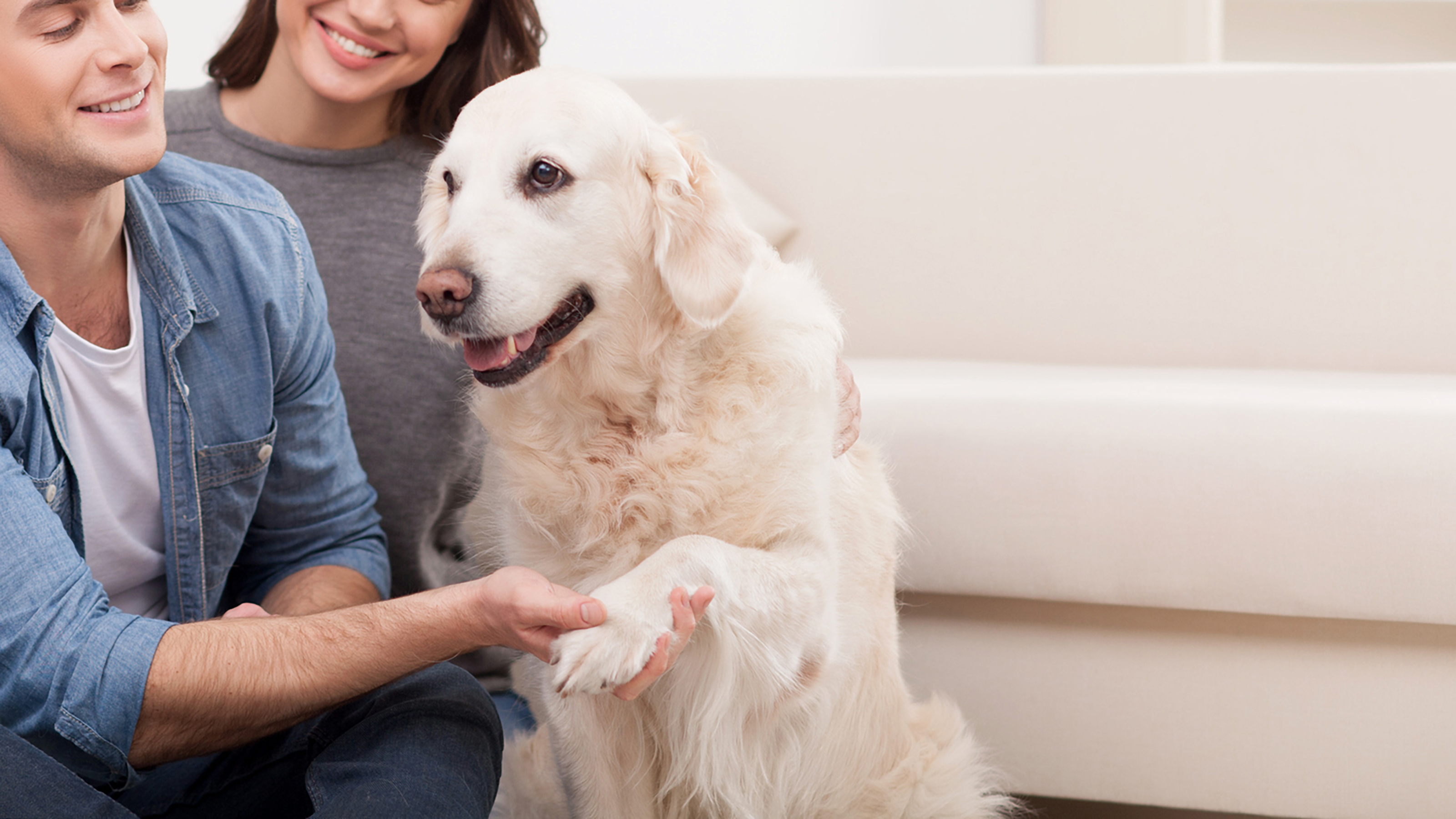 dog with owners