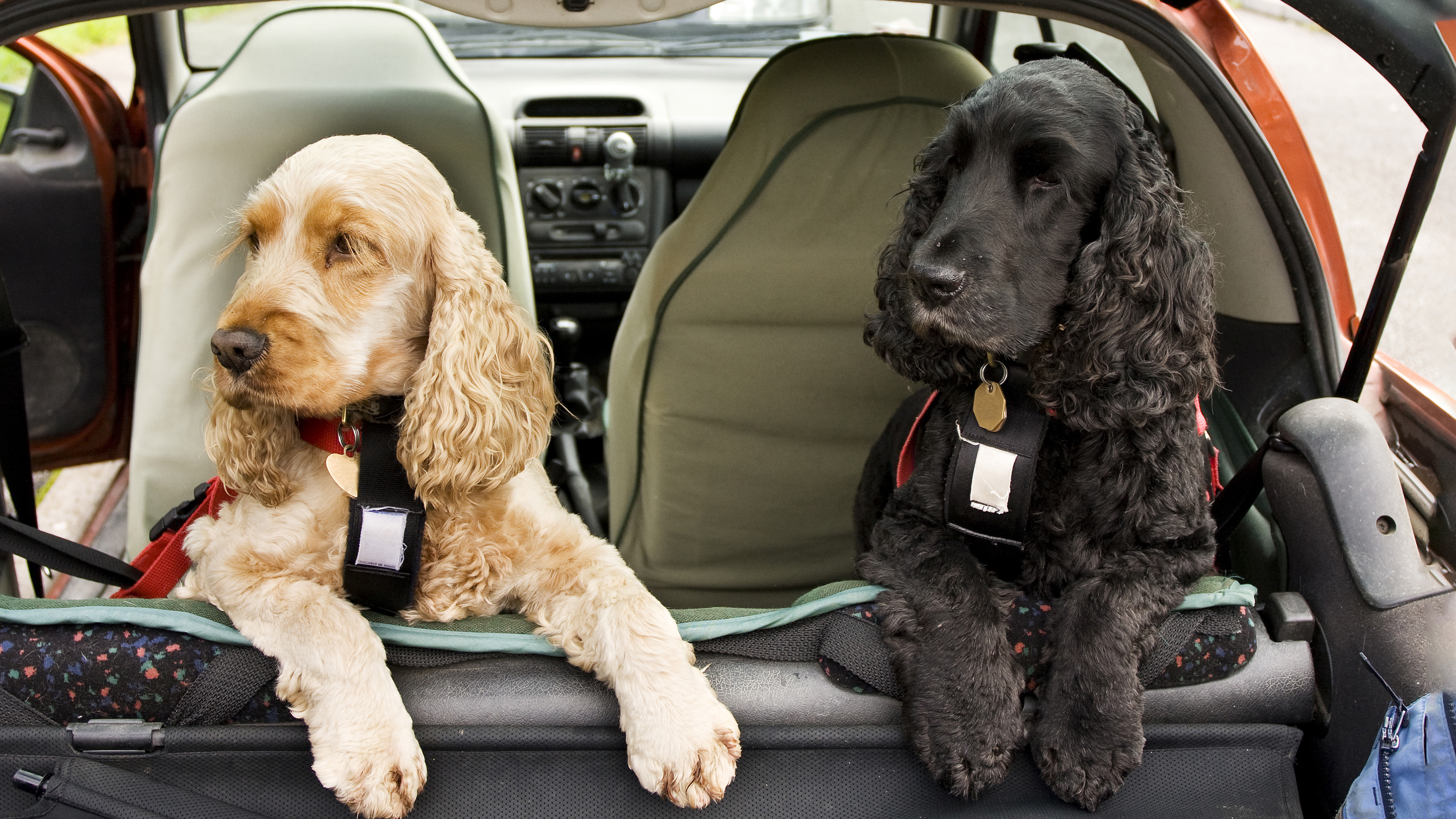 how do you know if your dog gets car sick