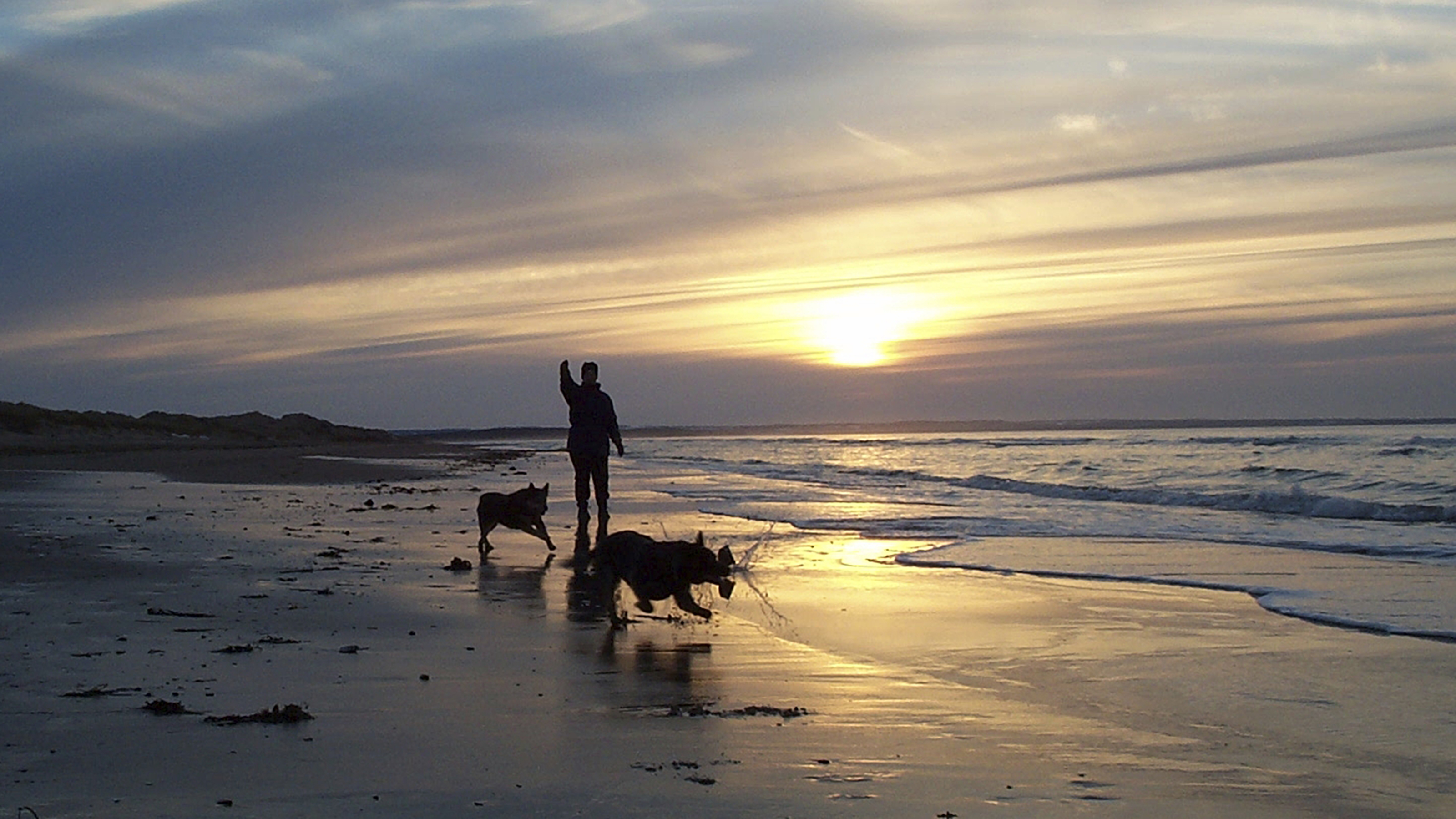 dogs walking silhouette on beach