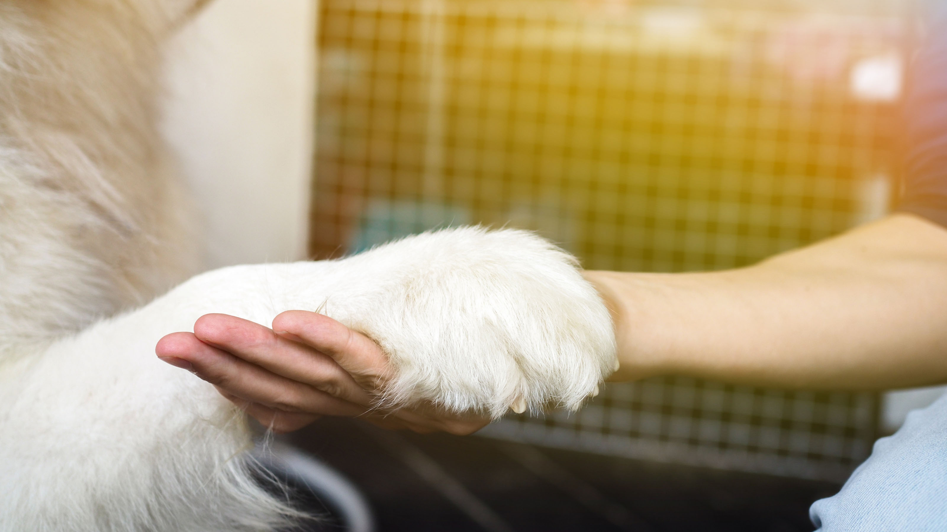 Cheap place to get dogs store nails clipped