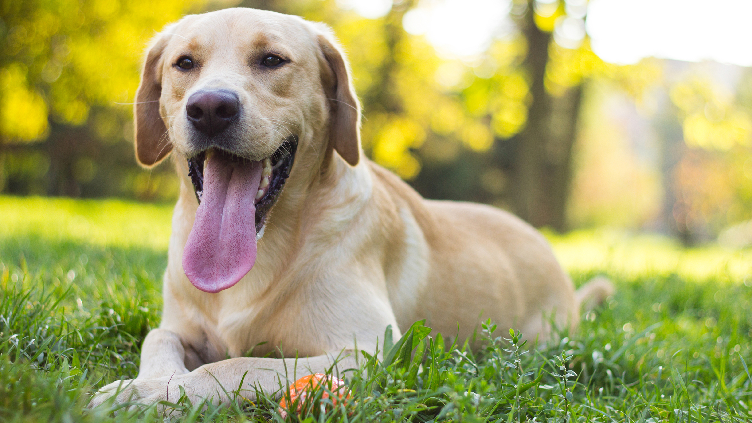 labrador on grass outside