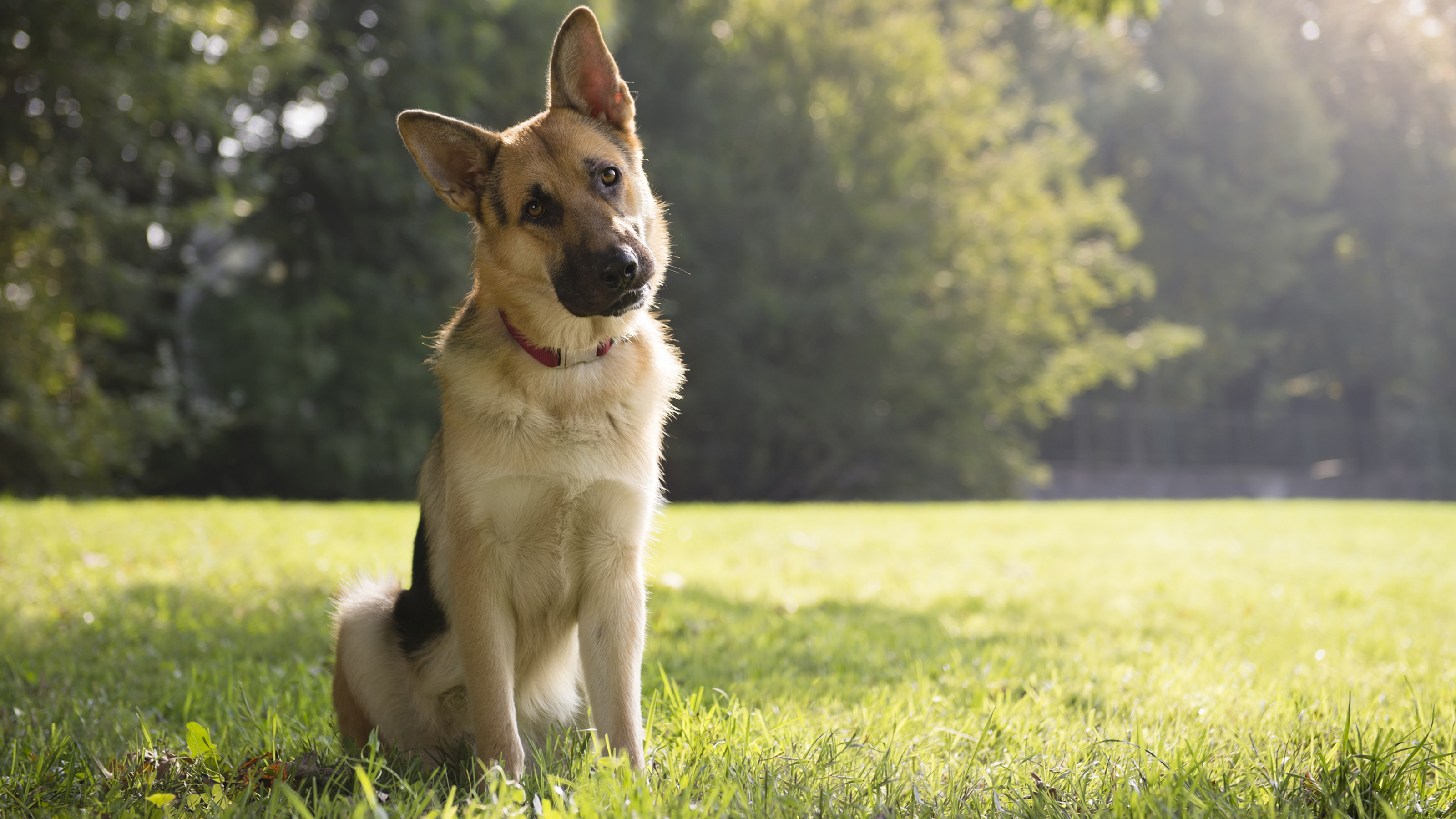 large dog looking curious