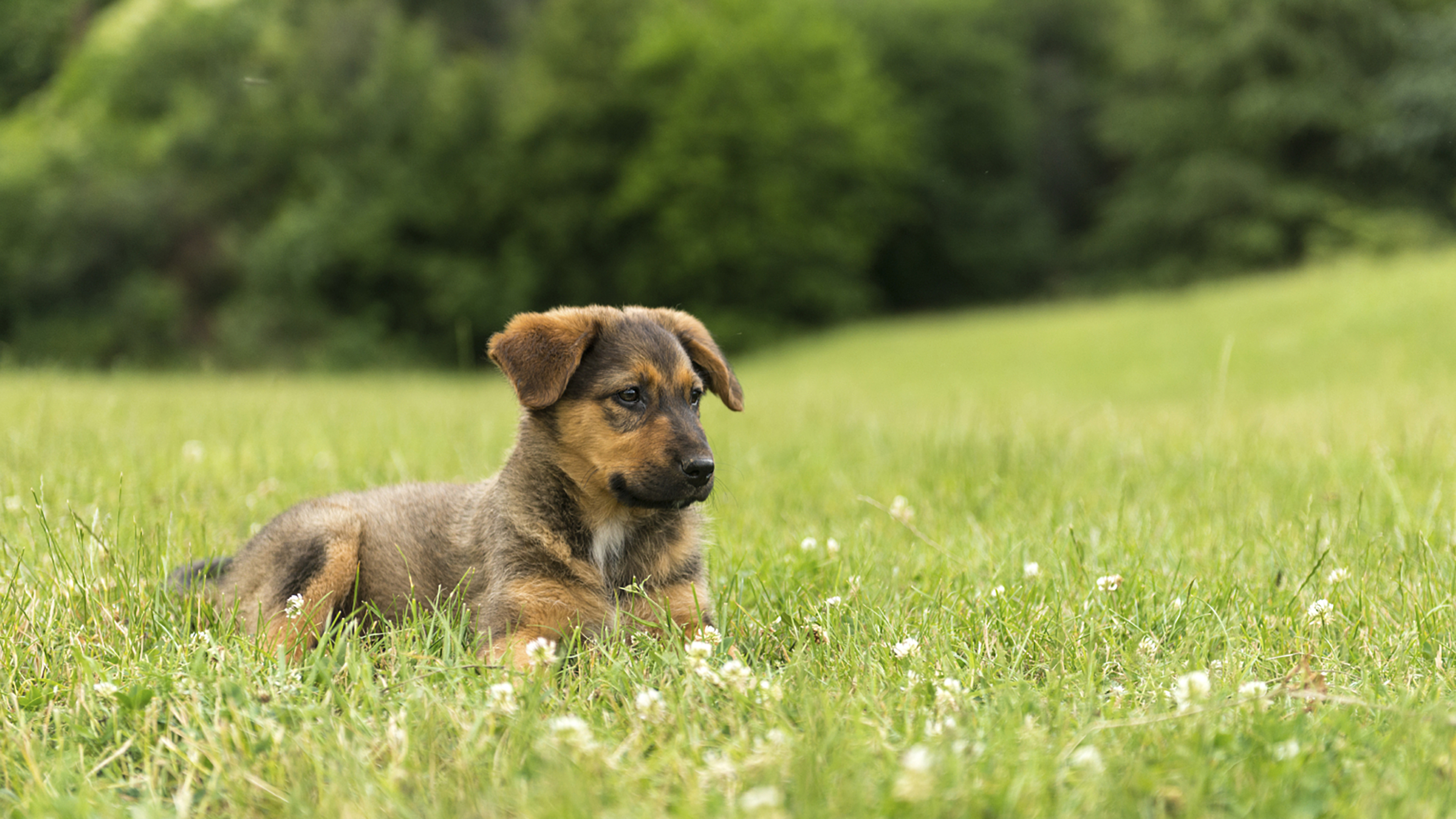 large dog outside in field