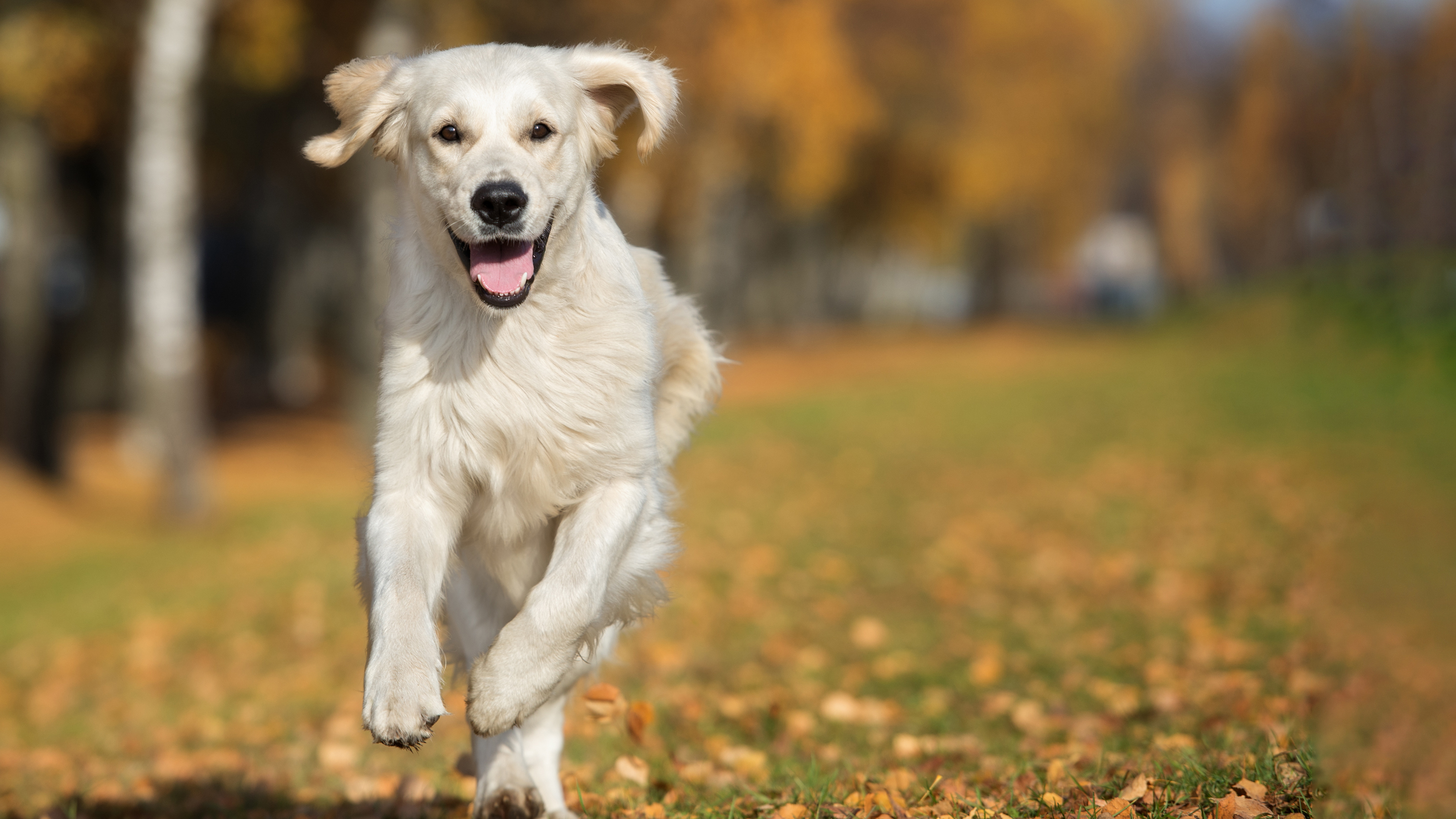 large dog running through autumn leaves