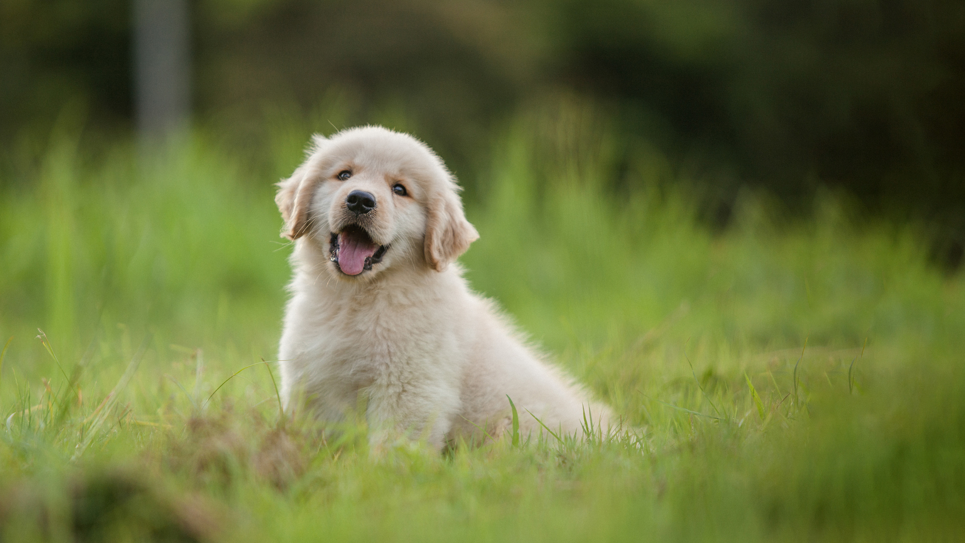 puppy in grass