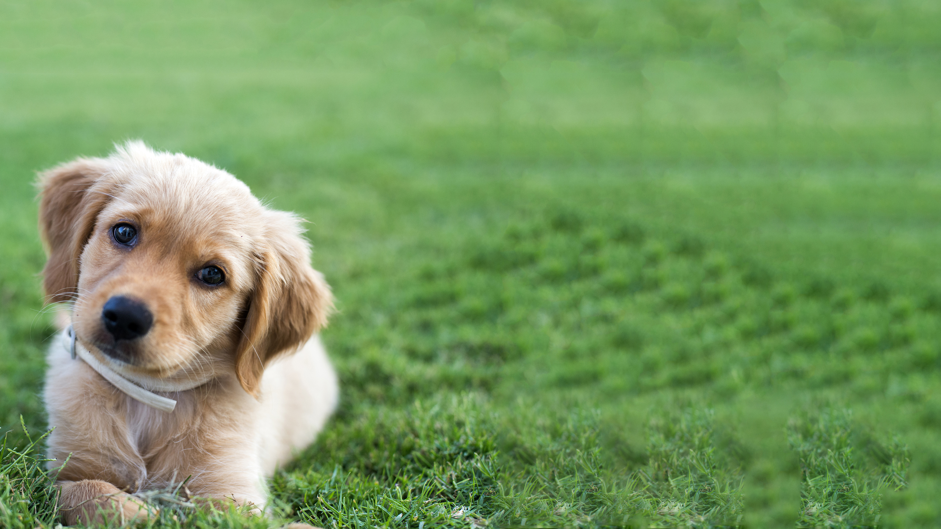 puppy looking curious