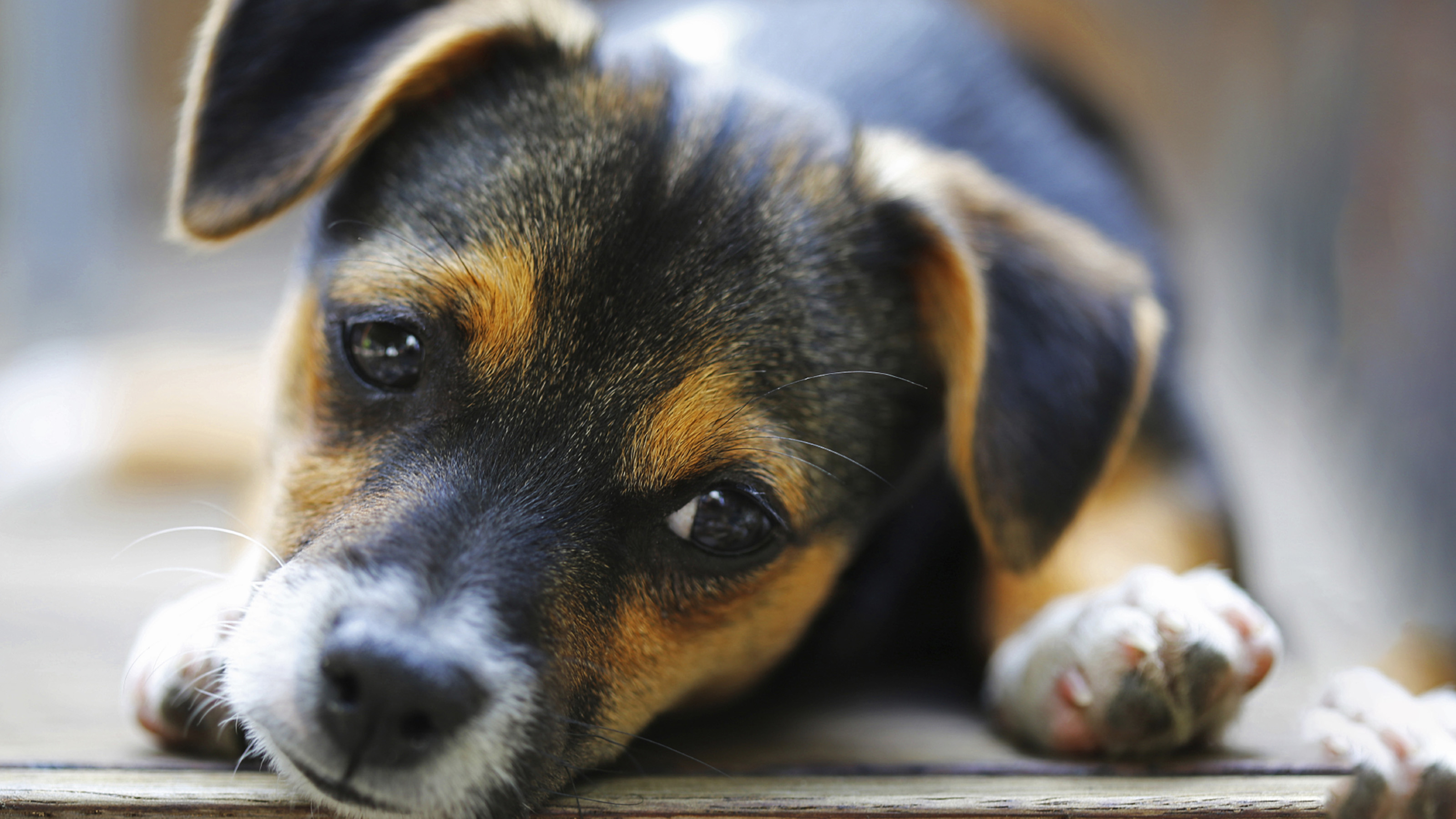 puppy lying down looking up