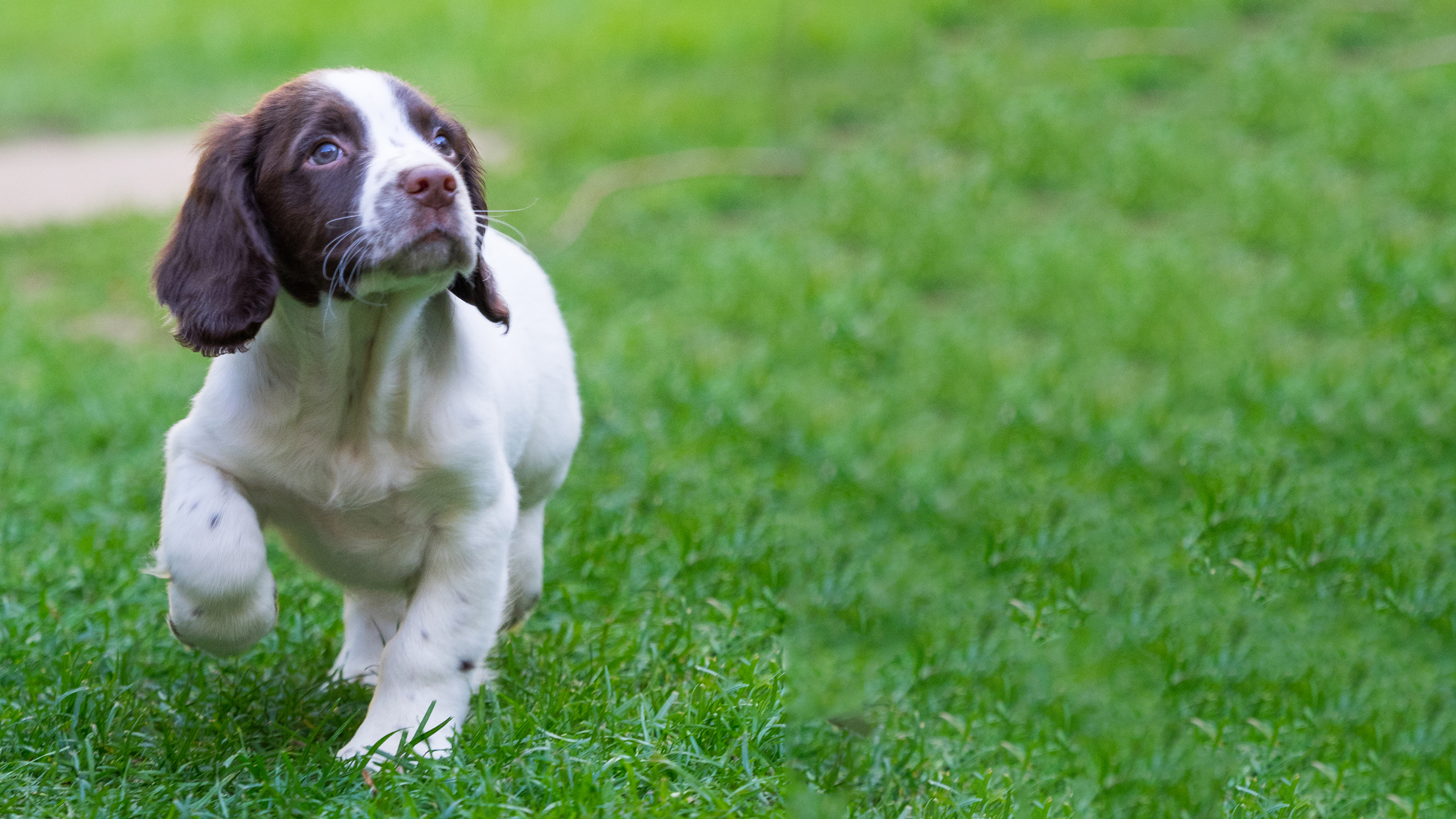 spaniel puppy outside