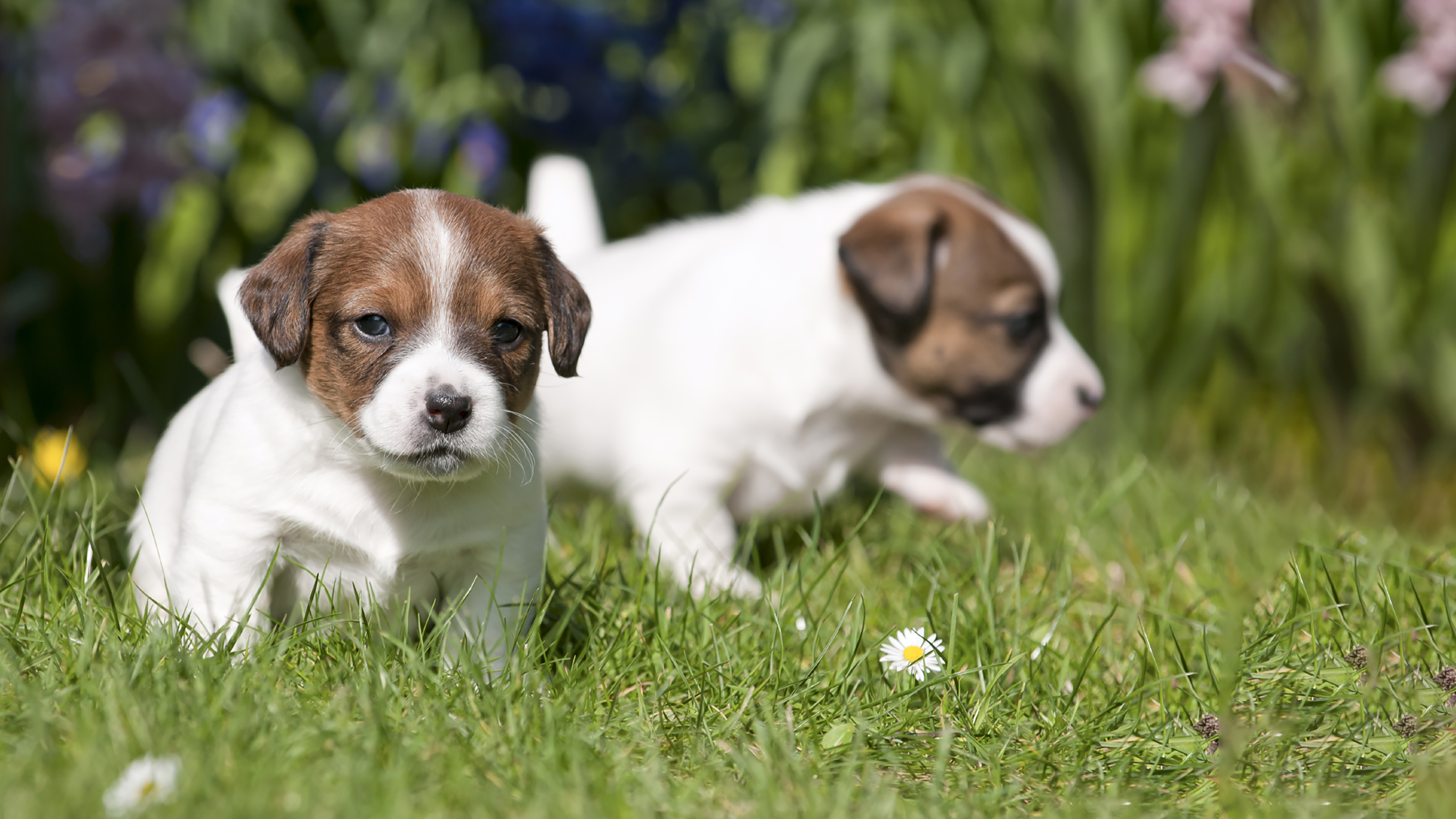 Pets at home vip 2024 puppy