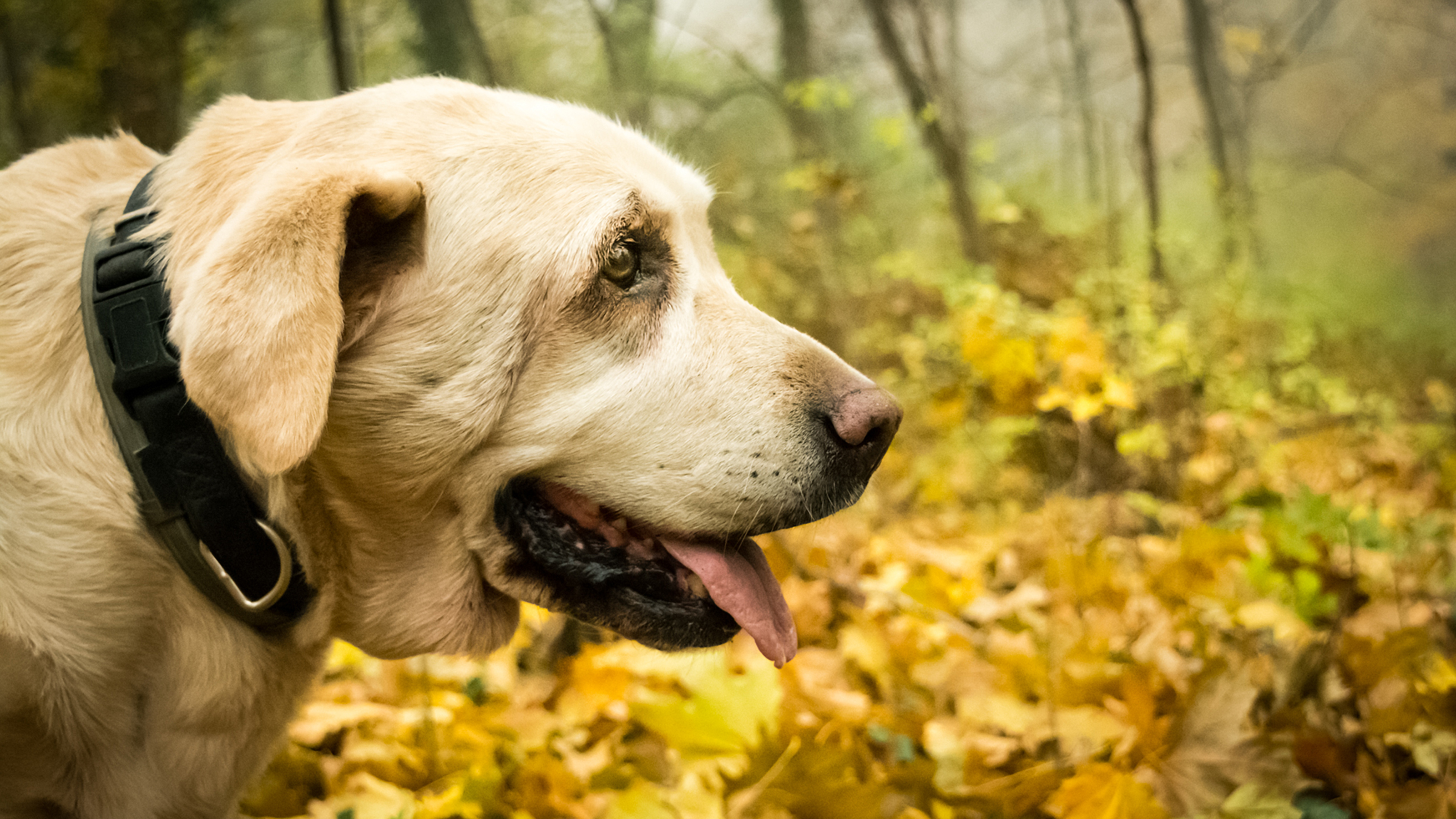 senior dog close up