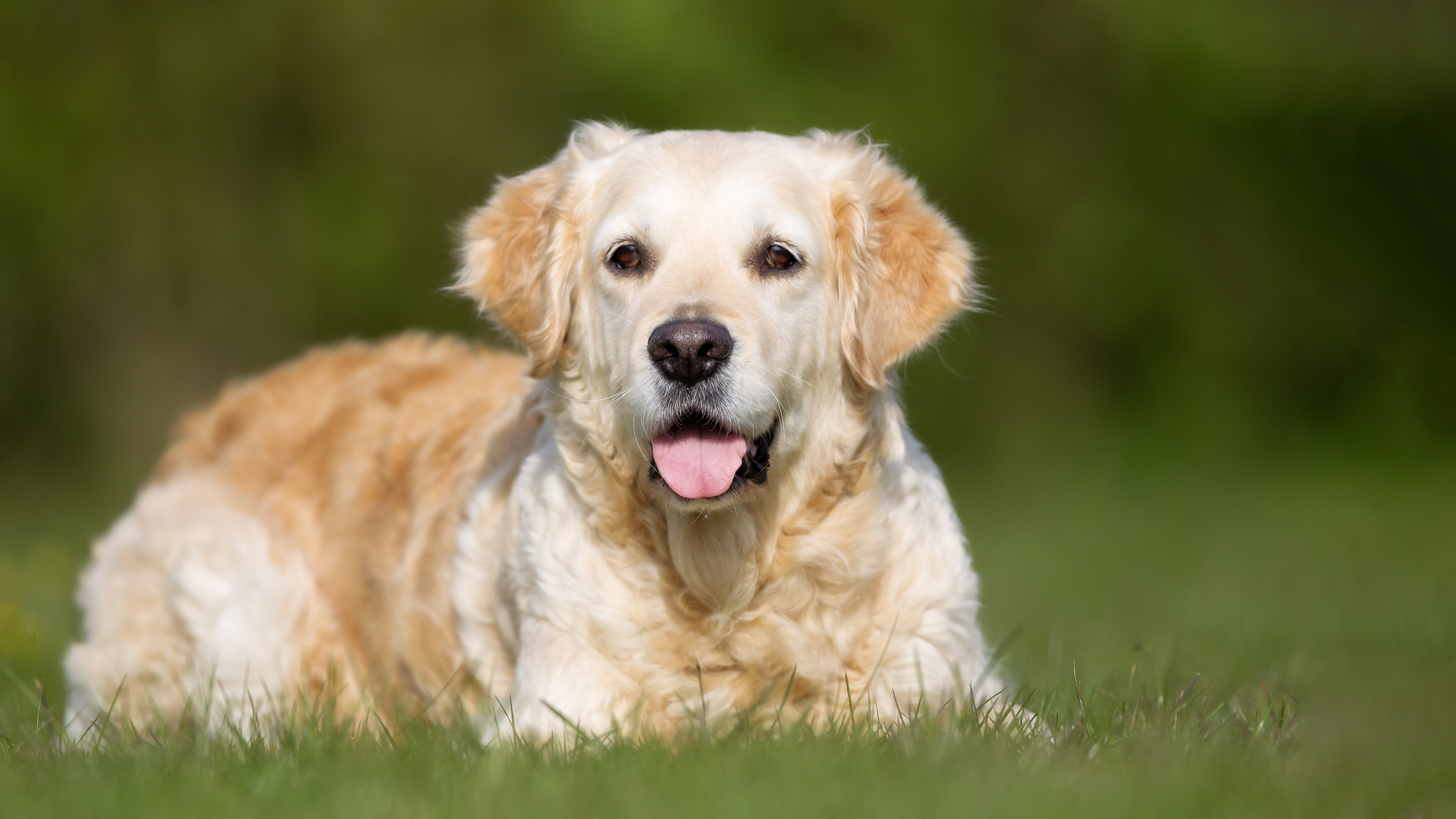 senior dog in grass