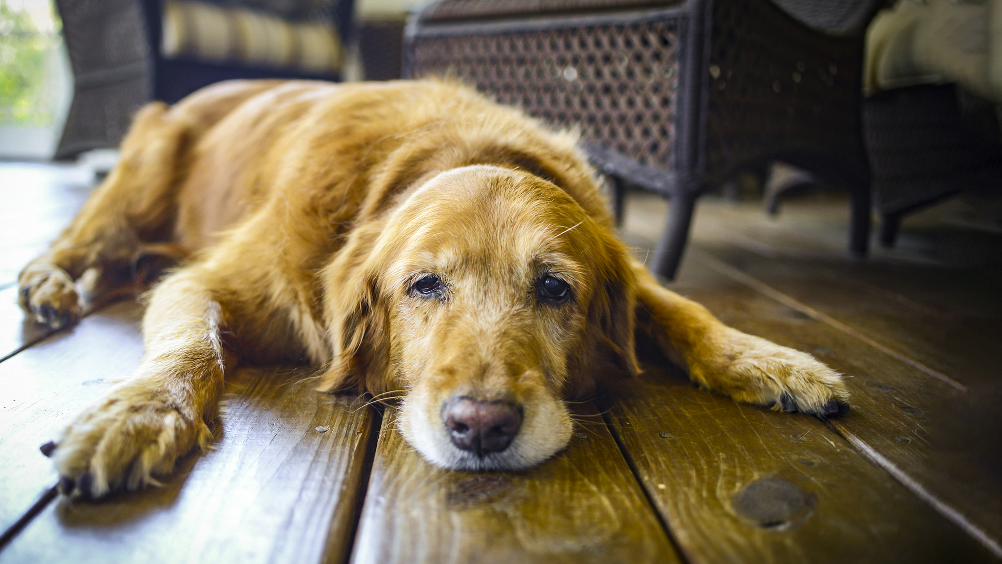 senior dog lying down