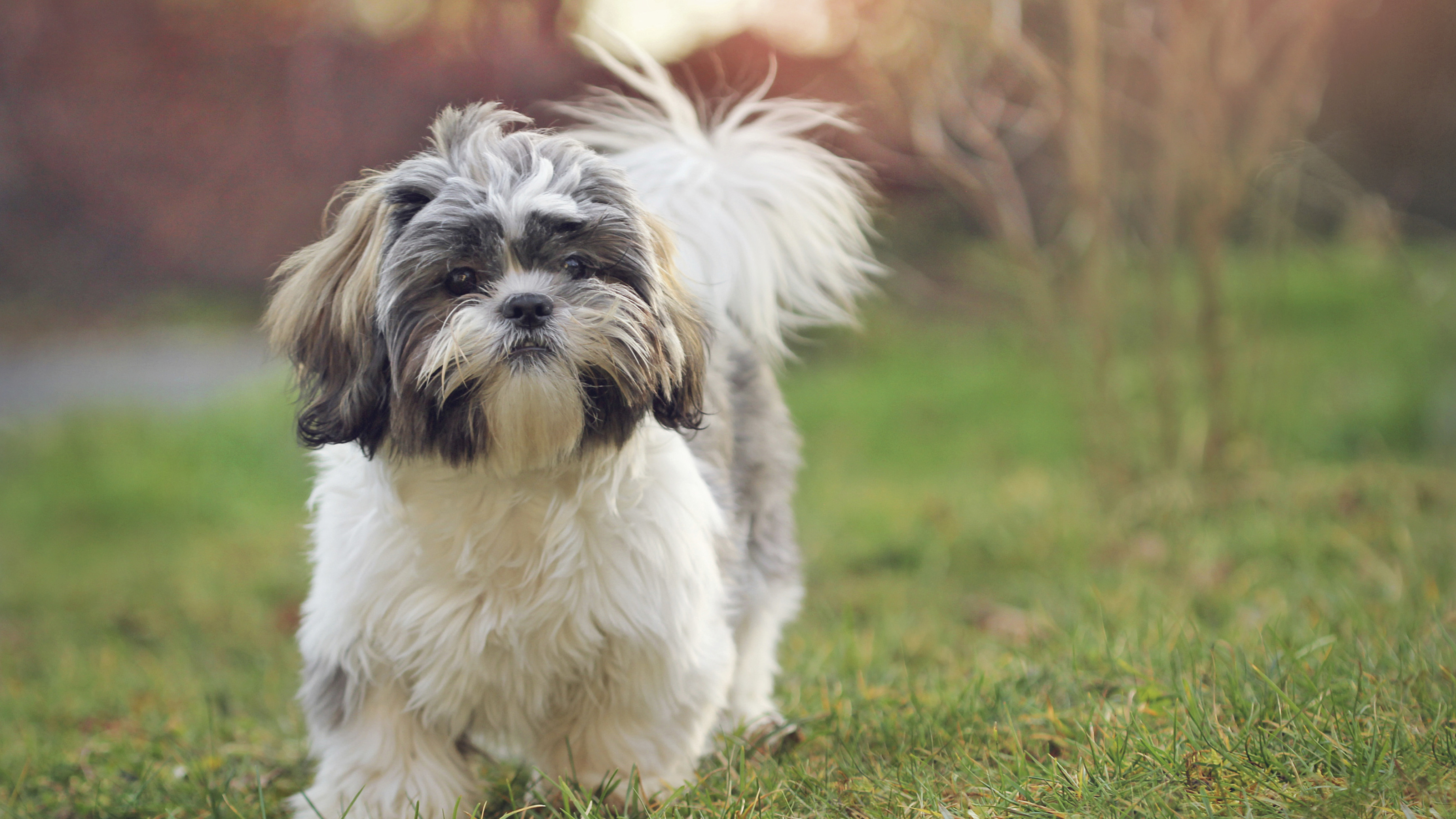 small dog on walk (2)