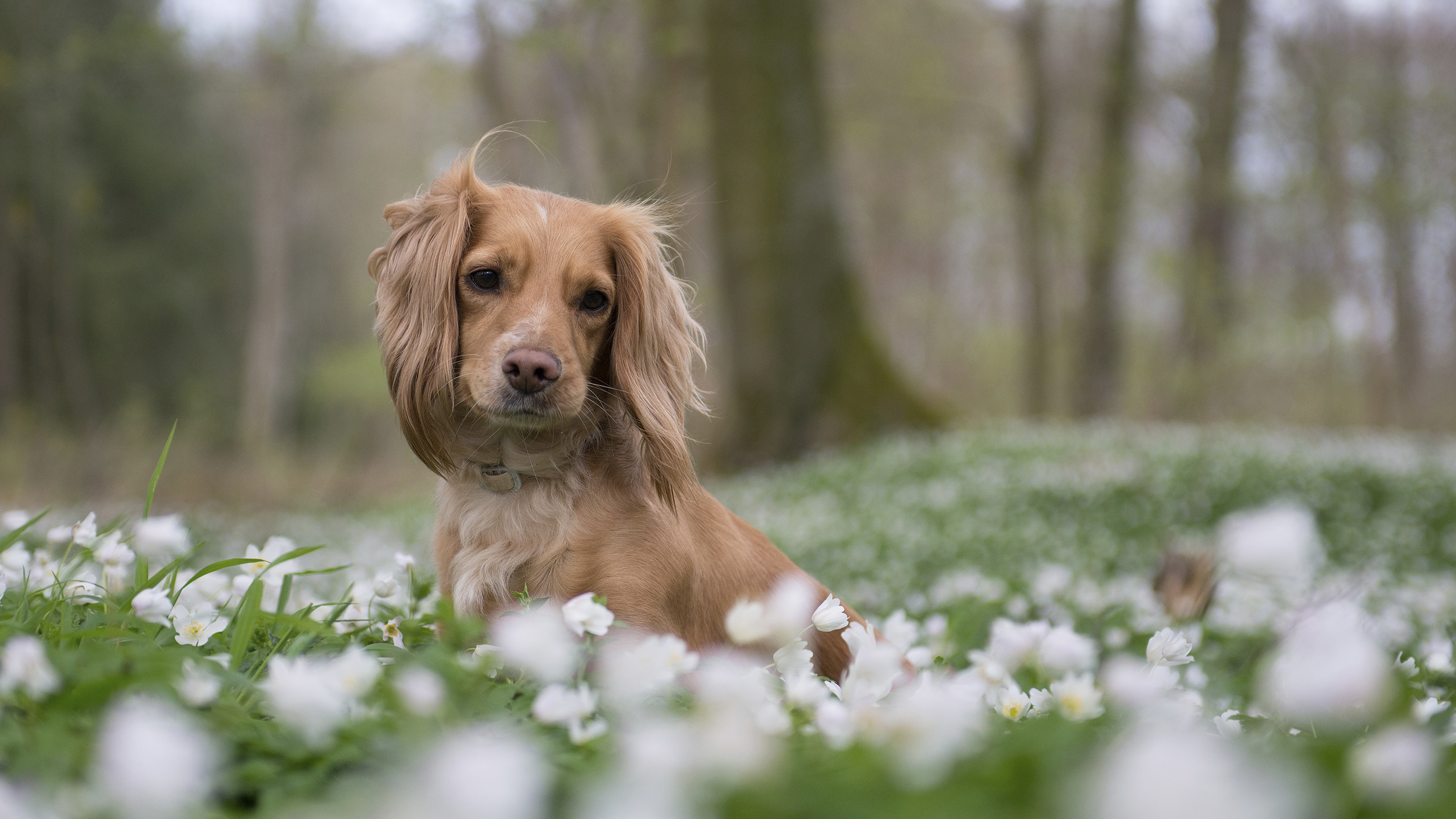 spaniel dog in field of flowers