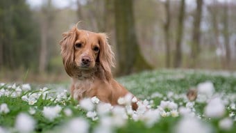 spaniel dog in field of flowers