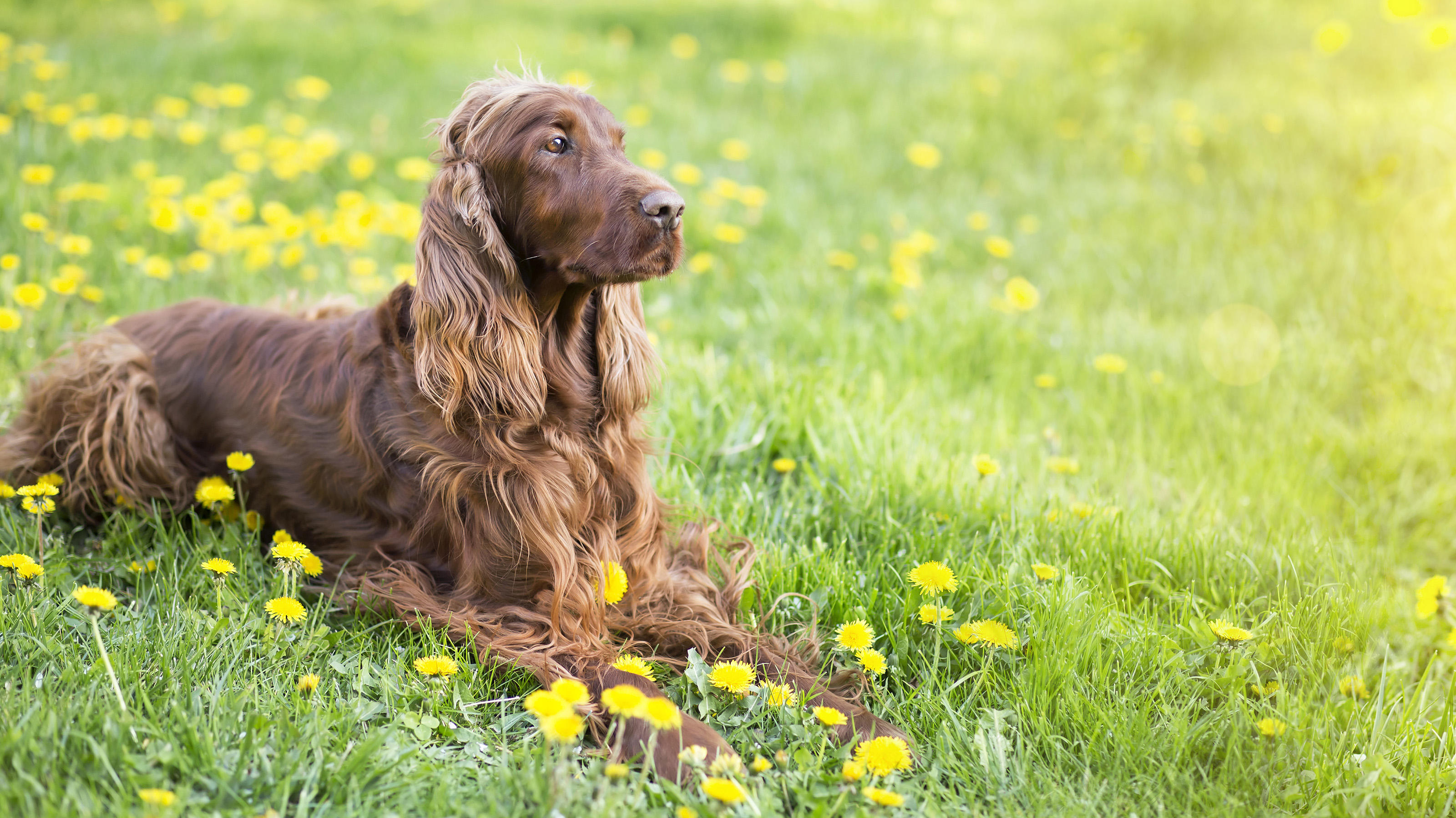 spaniel dog in field