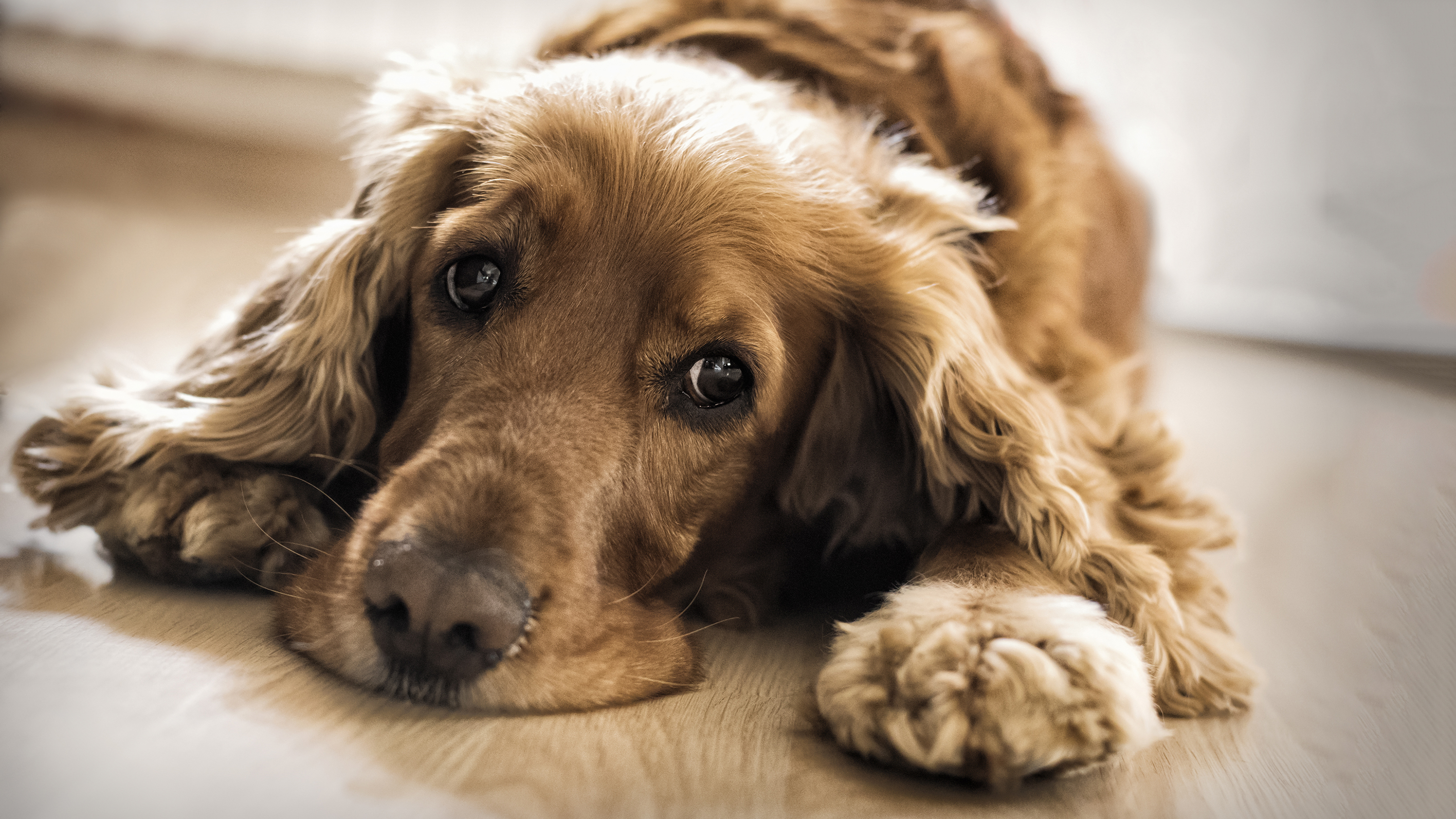 Natural remedies for outlet kennel cough uk