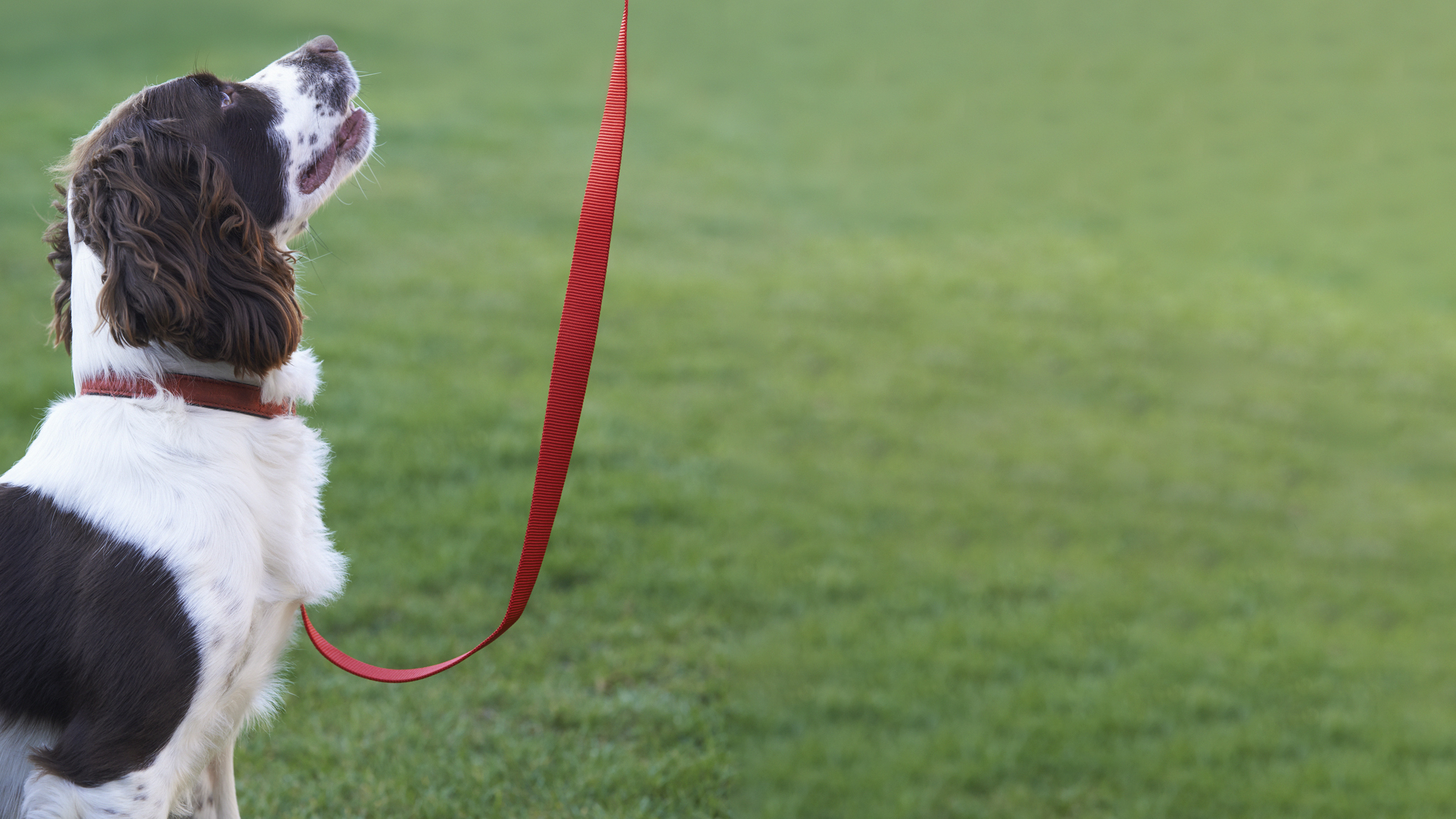 spaniel dog on walk