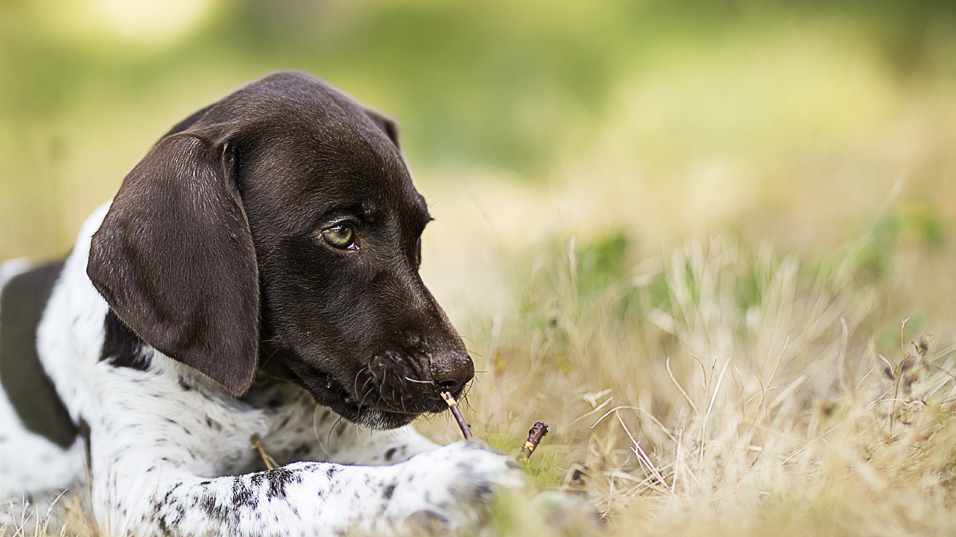 spaniel dog outside in field summer