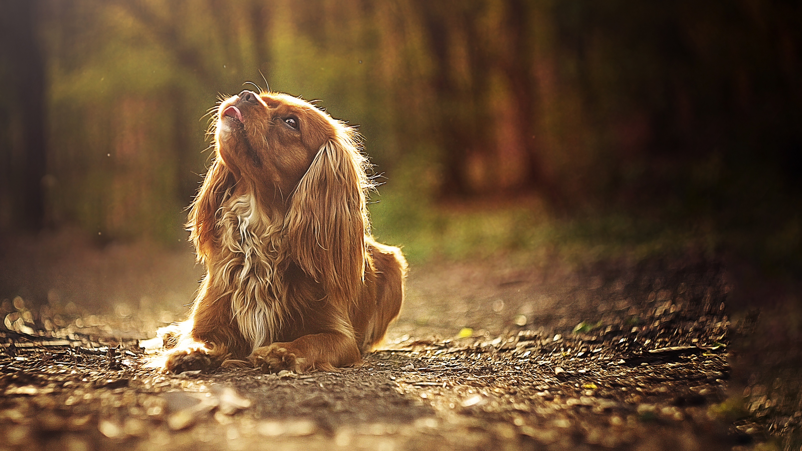 Spaniel dog outside in forest autumn