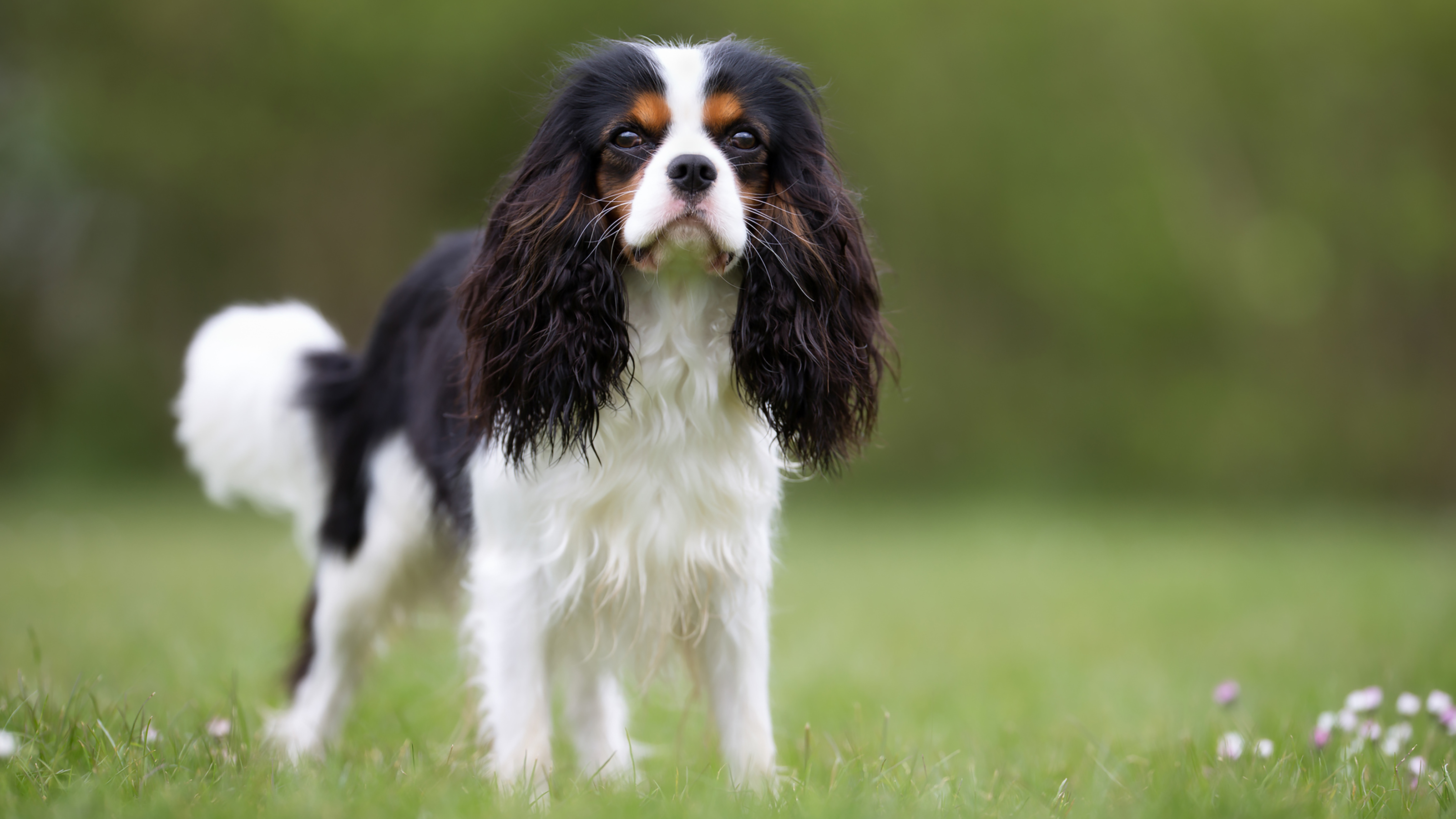 spaniel dog