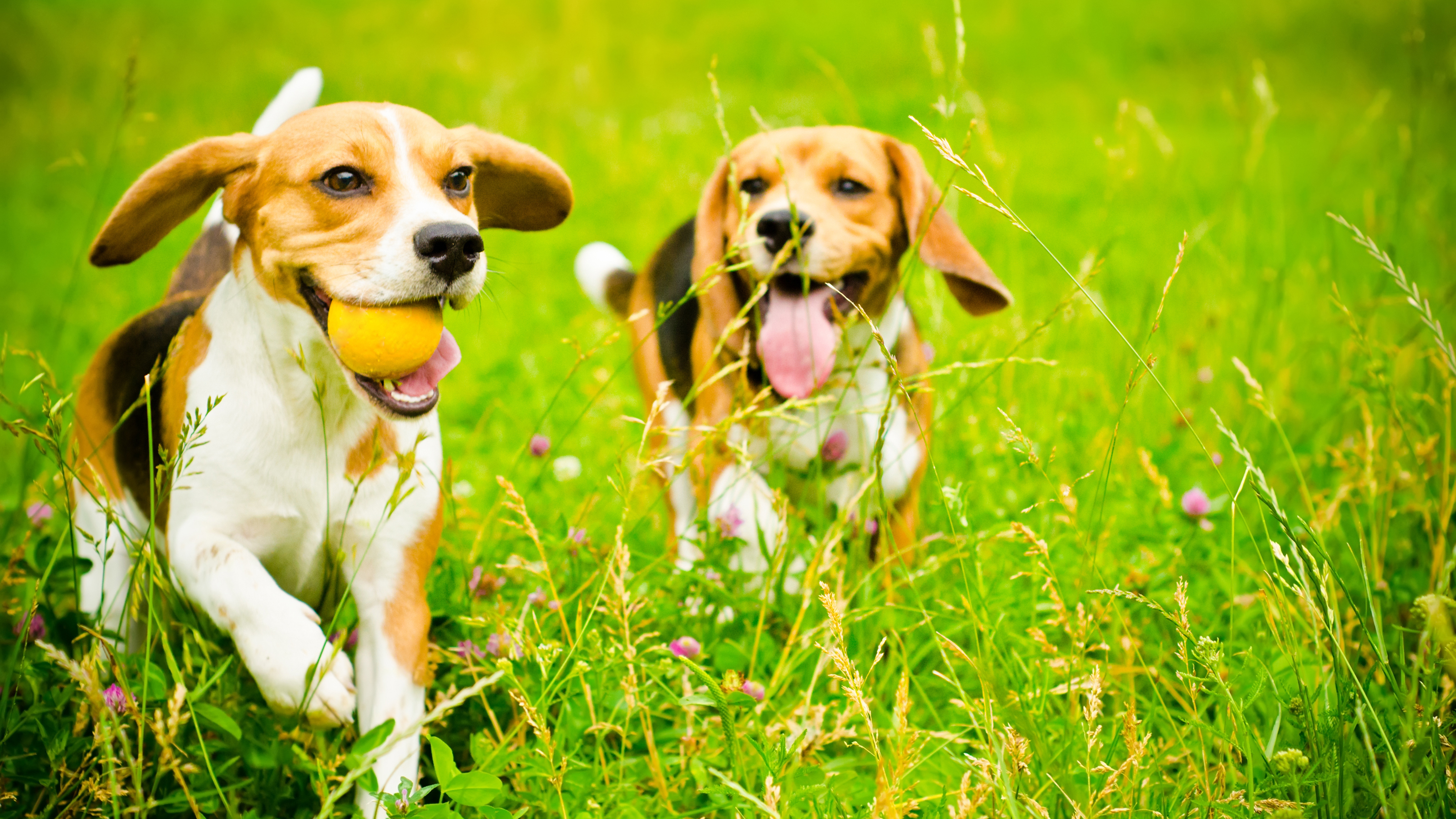 two dogs running with balls