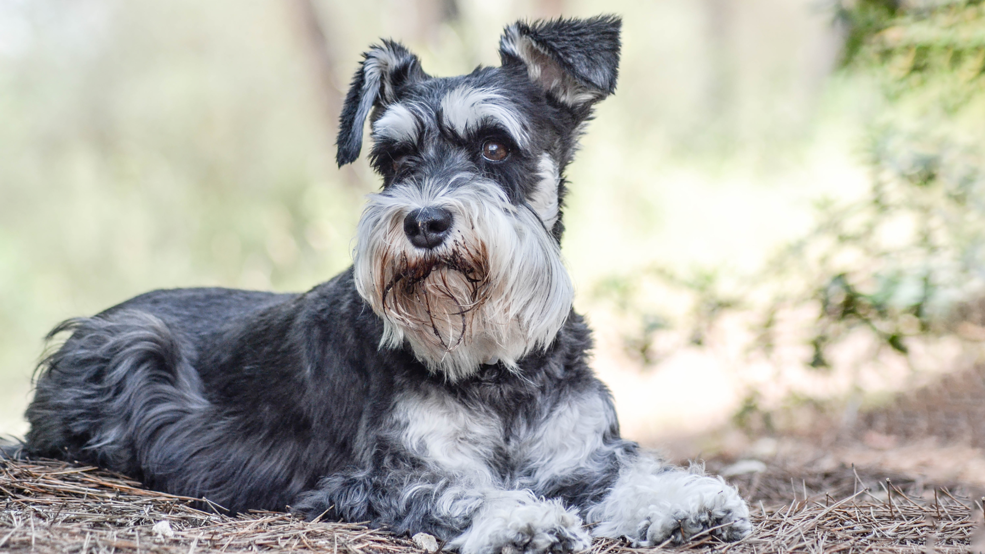 westie dog