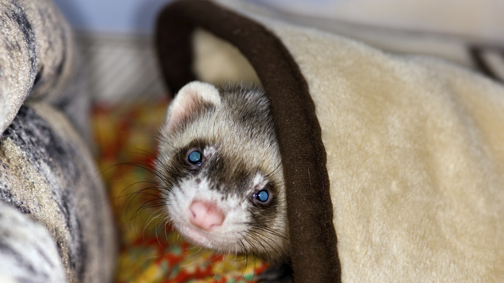 baby black ferret