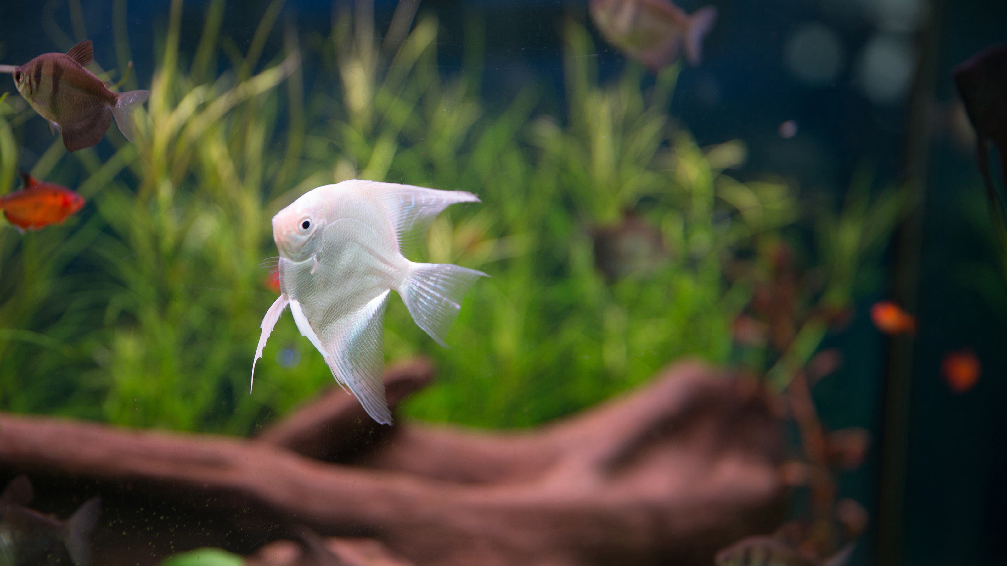 goldfish starter kit pets at home