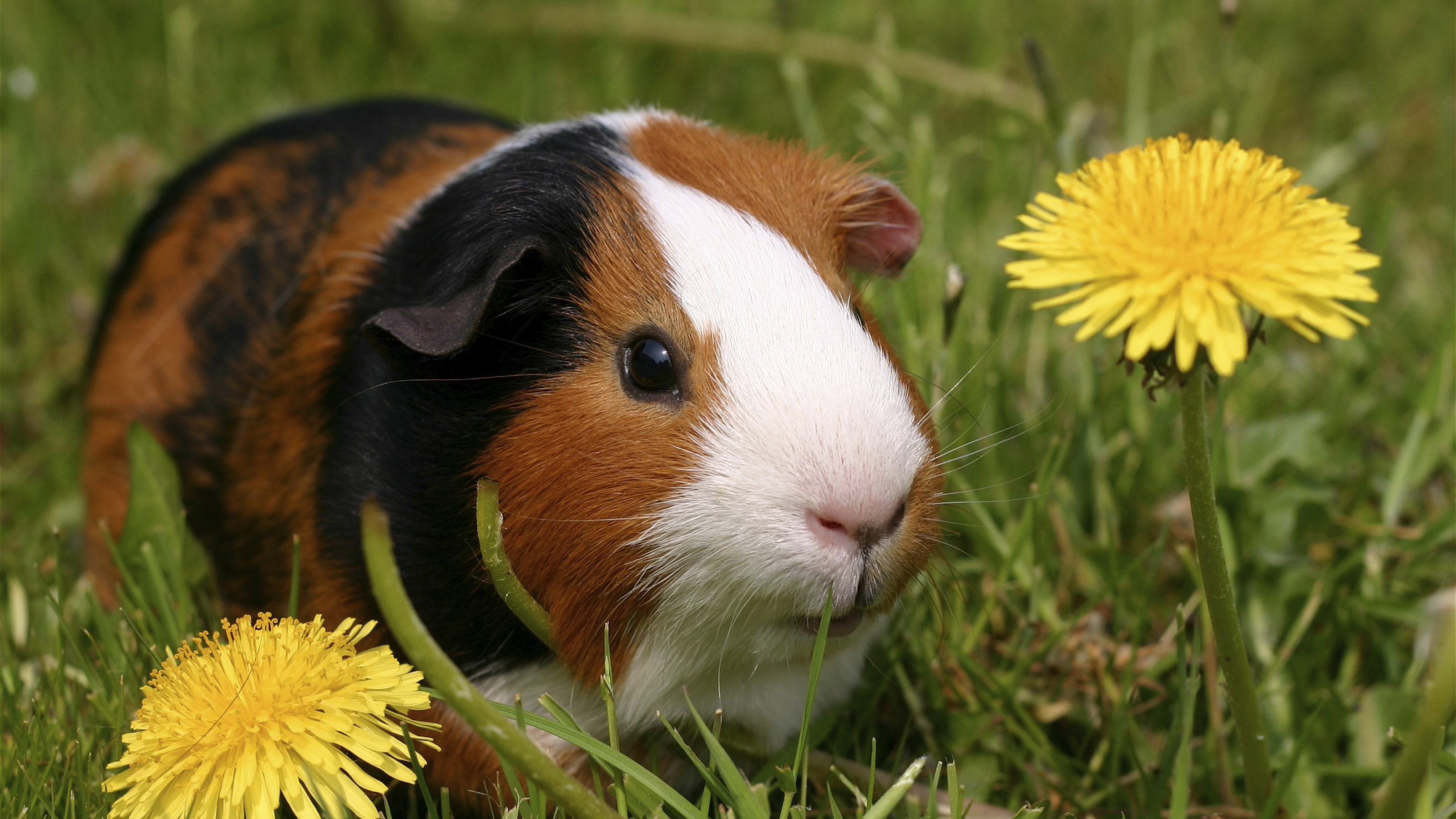 guinea pig outside in garden