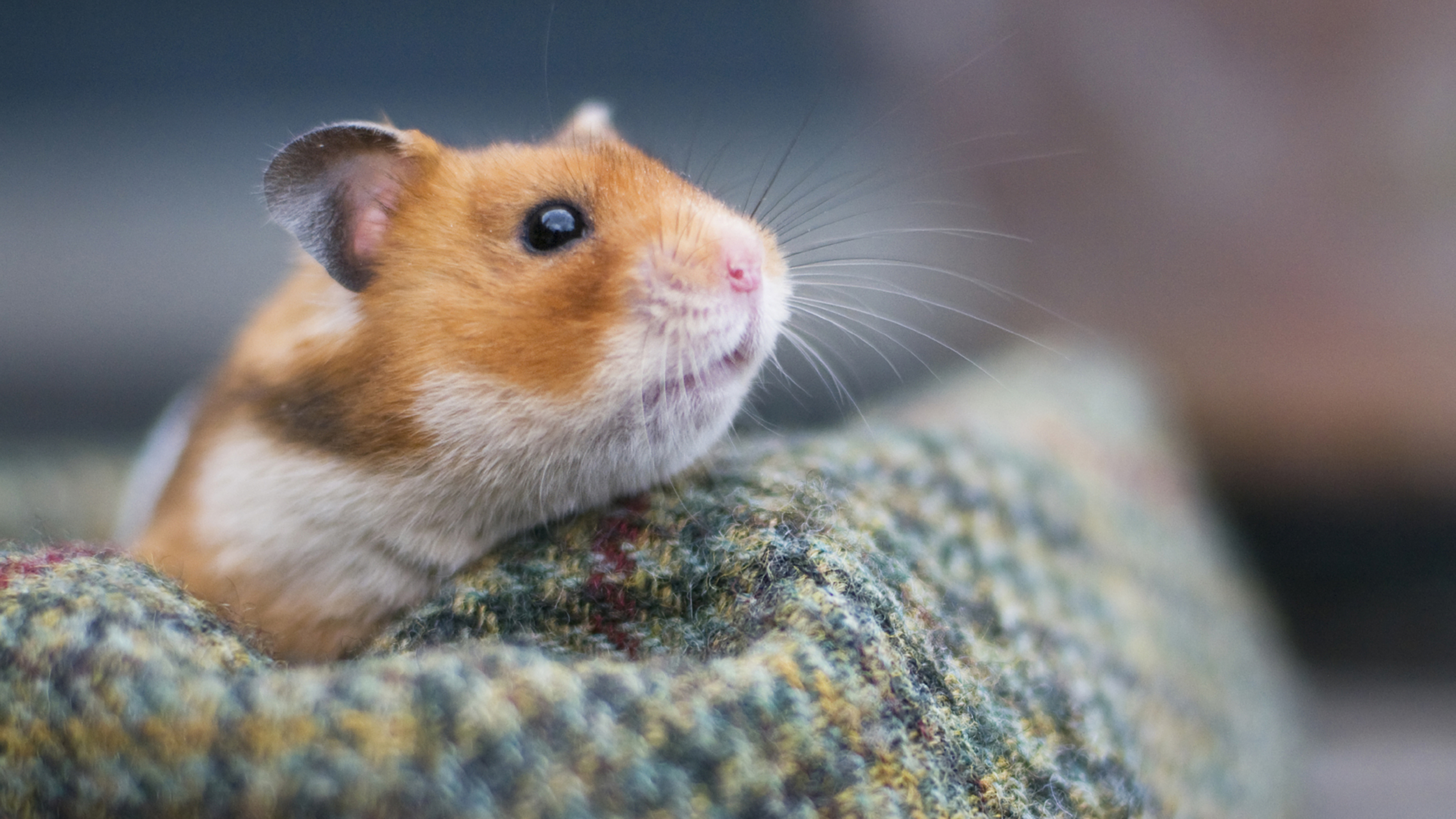 hamster in bed