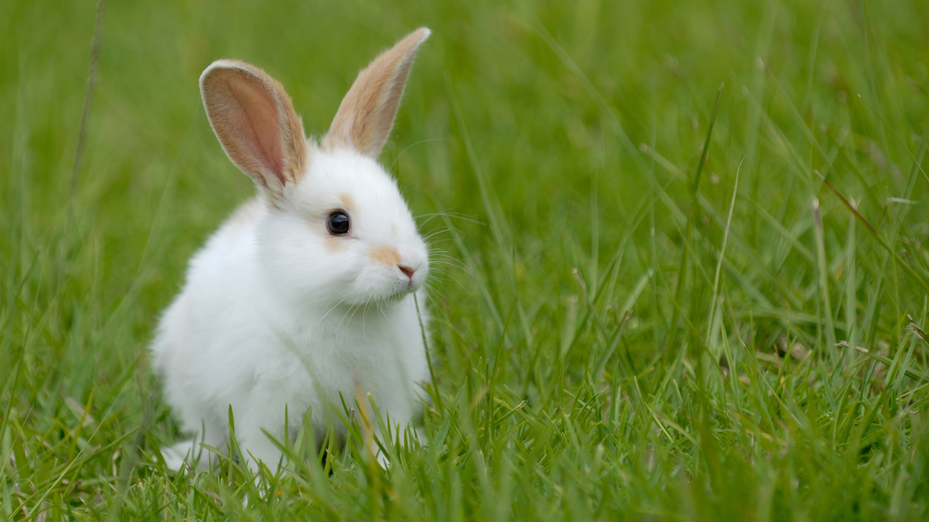Rabbit Vaccinations | Rabbit Advice | Vets4Pets