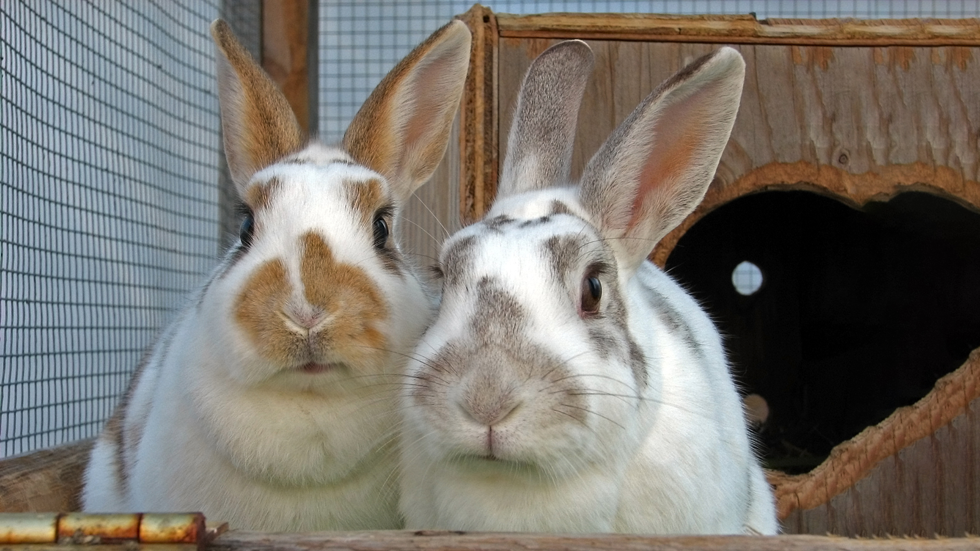 How To Clean A Rabbit's Ears, Rabbit Hygiene, Rabbits, Guide
