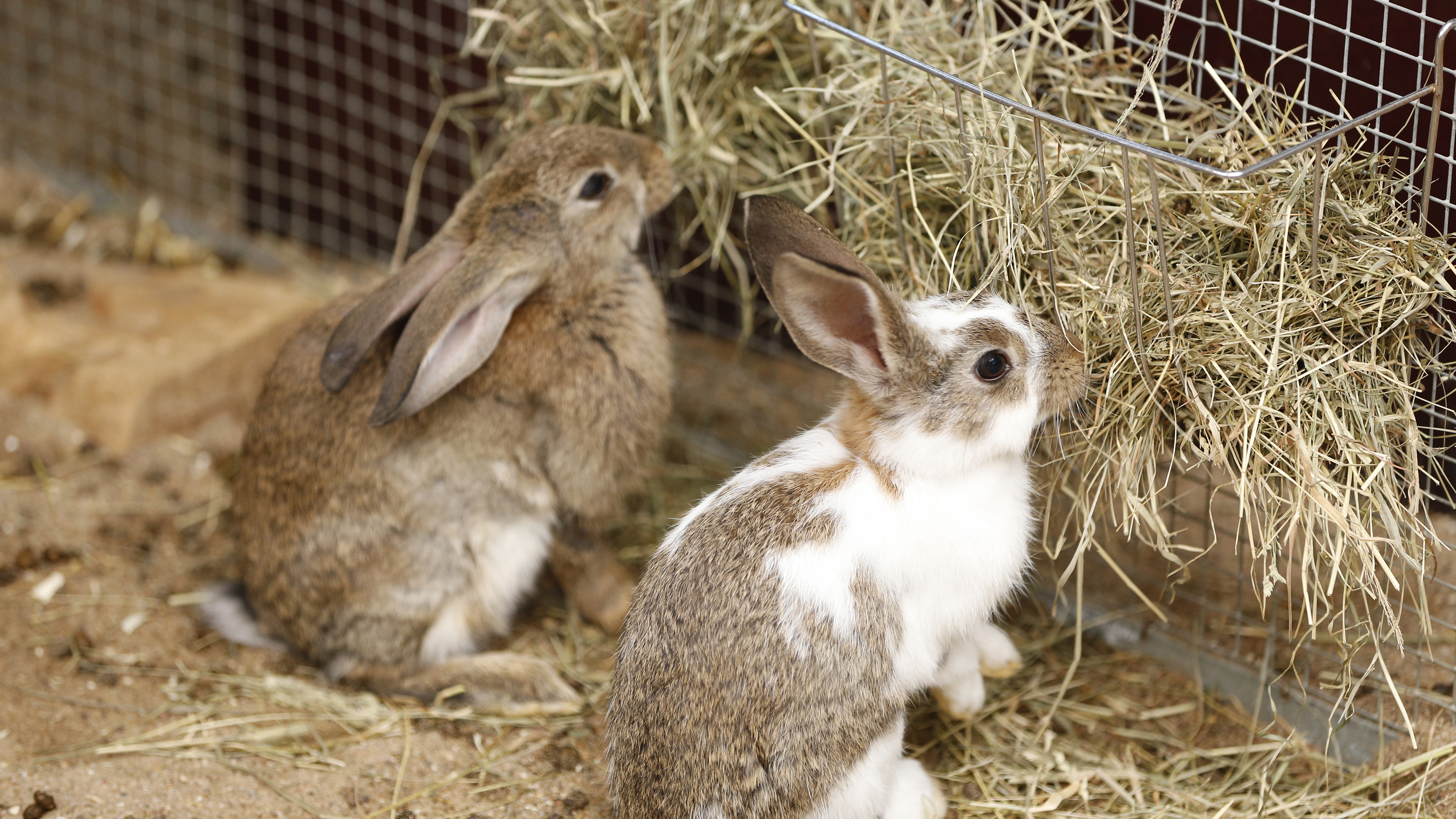 can rabbits spread disease to dogs