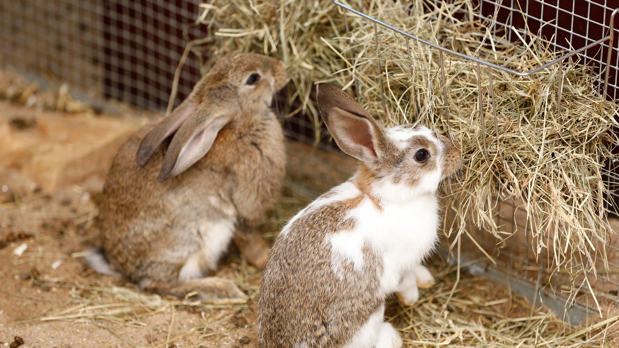 Rabbit Feeding Guide Feeding Your Rabbit Vets4Pets