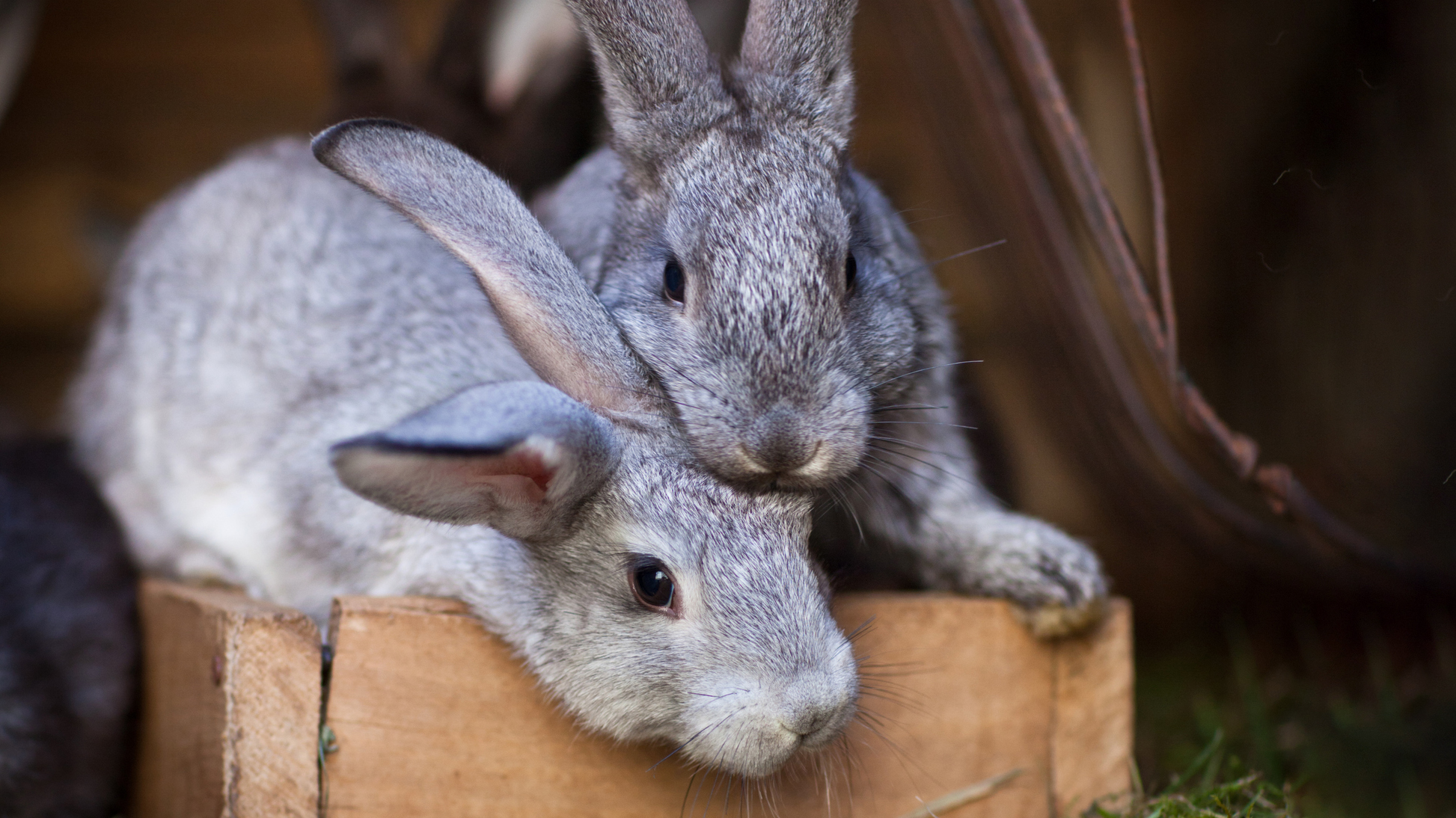 two rabbits in basket