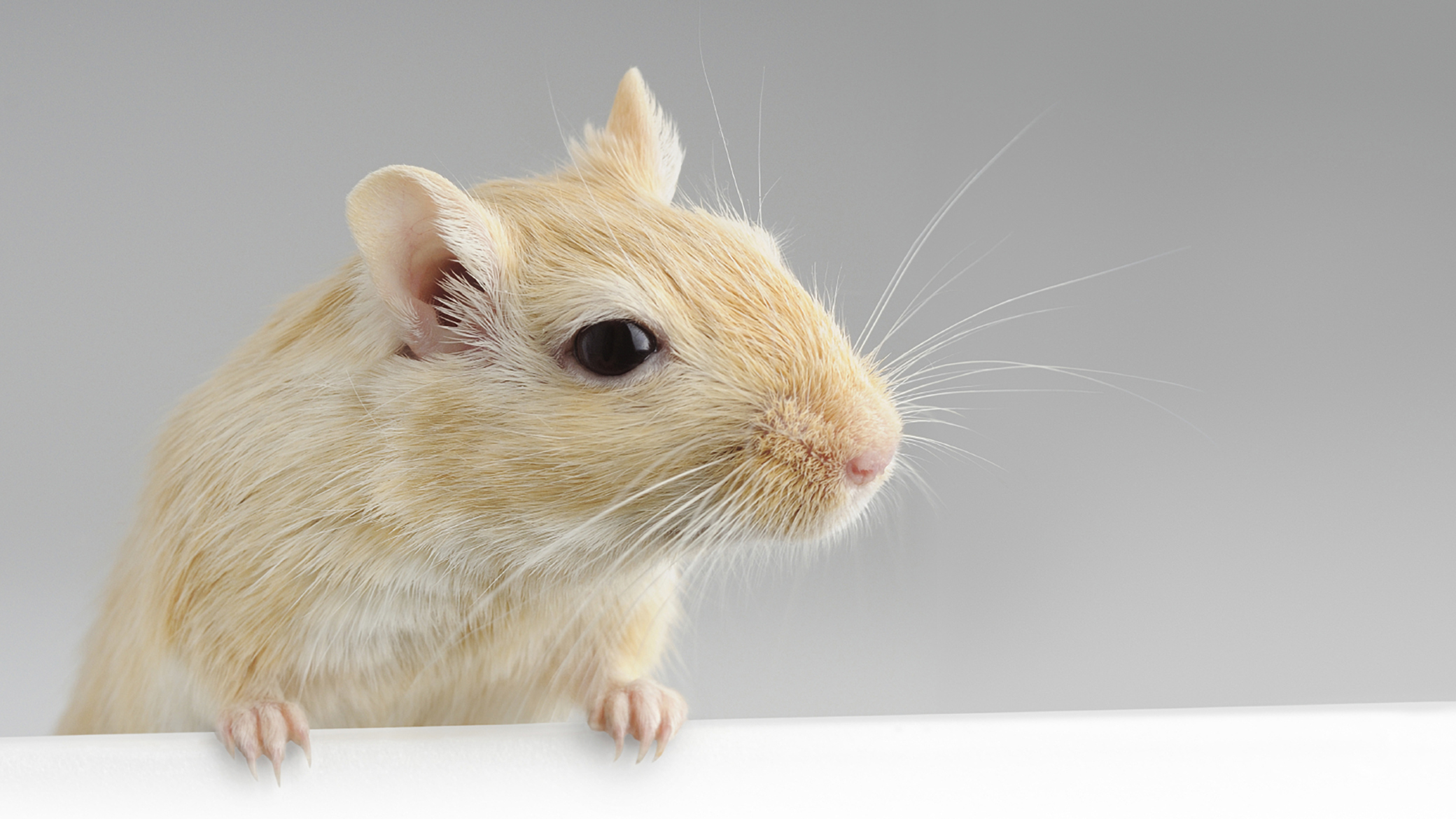 What Do I Feed My Gerbil? The Best Gerbil Diet Vets4Pets