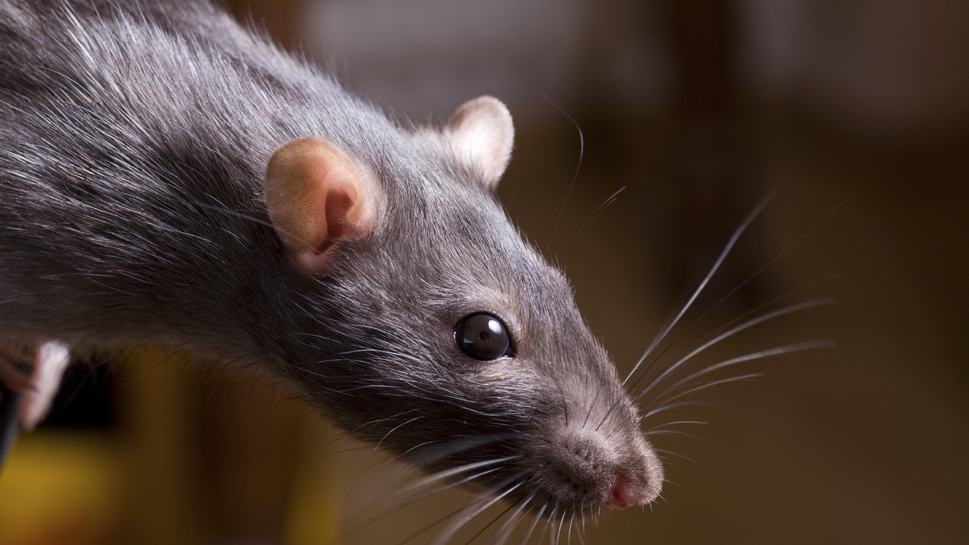 Rat veterinarian best sale