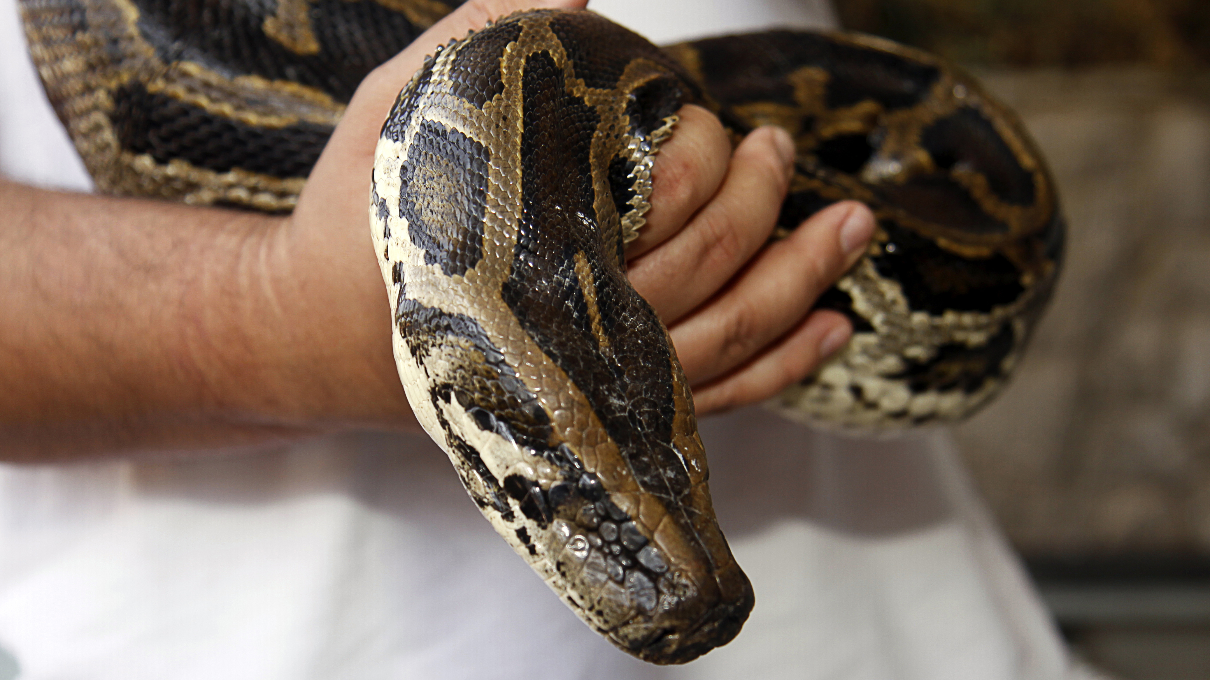 handling snake close up