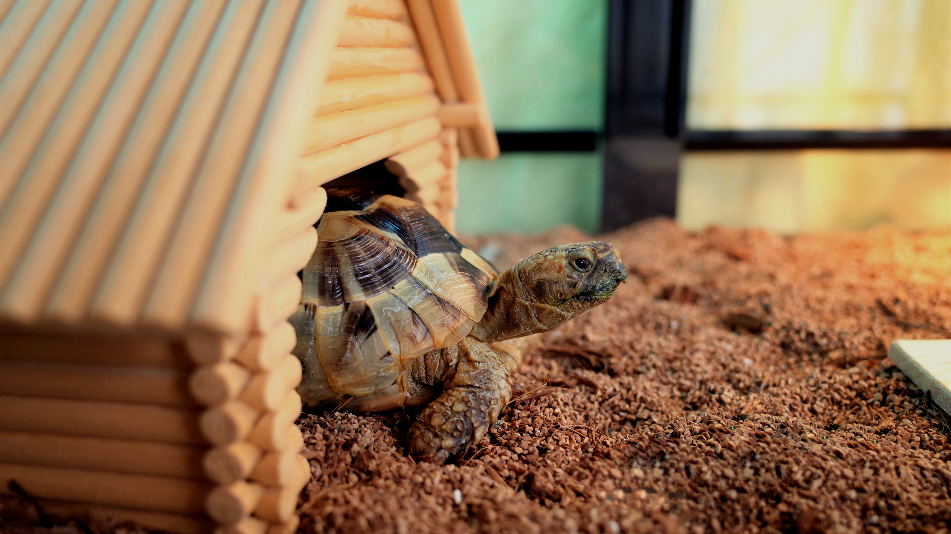 tortoise coming out of house