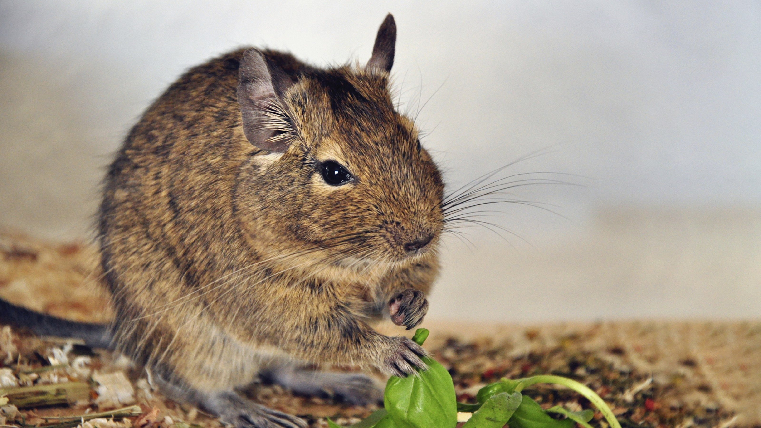 degu