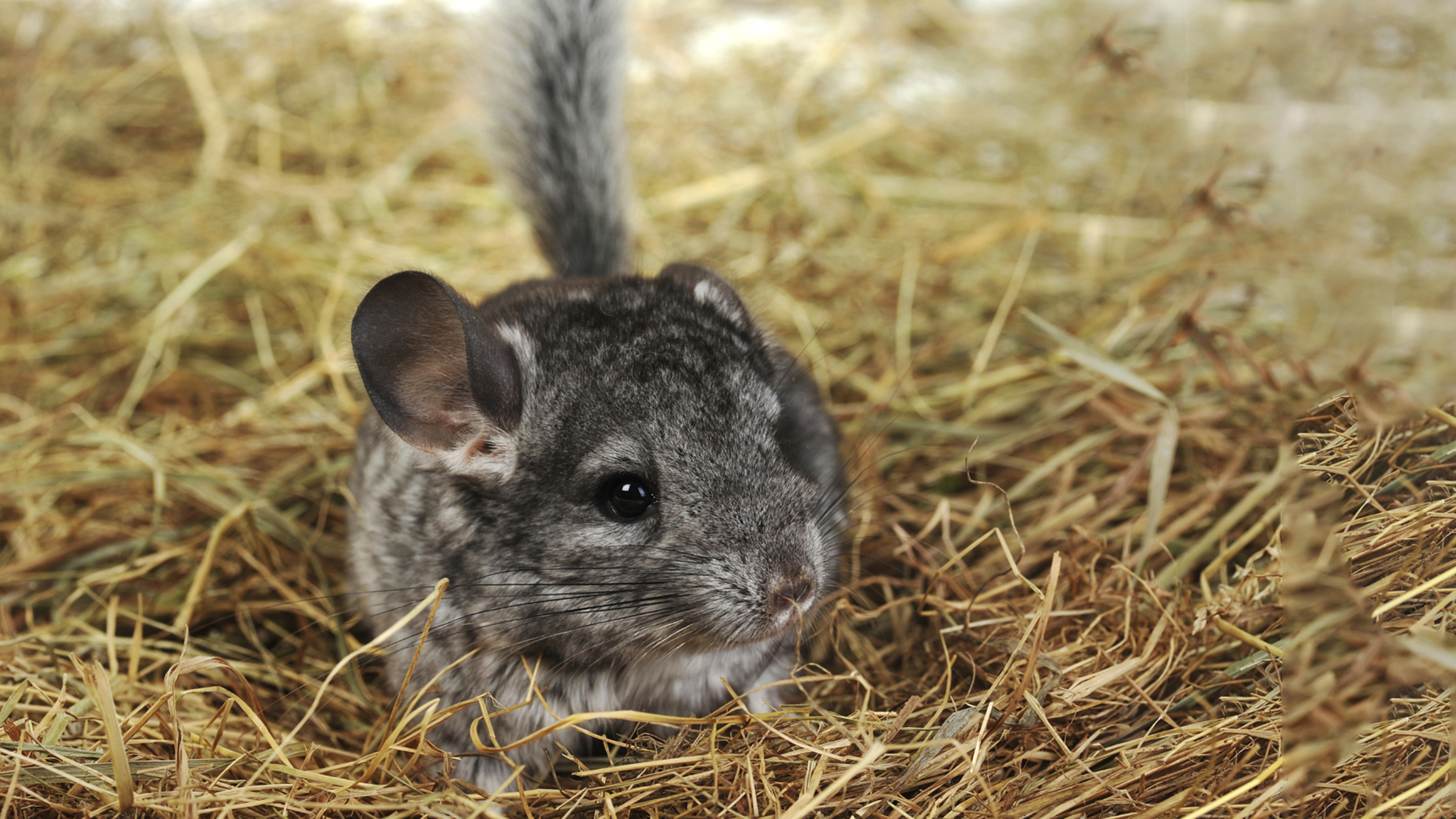 small furry in hay